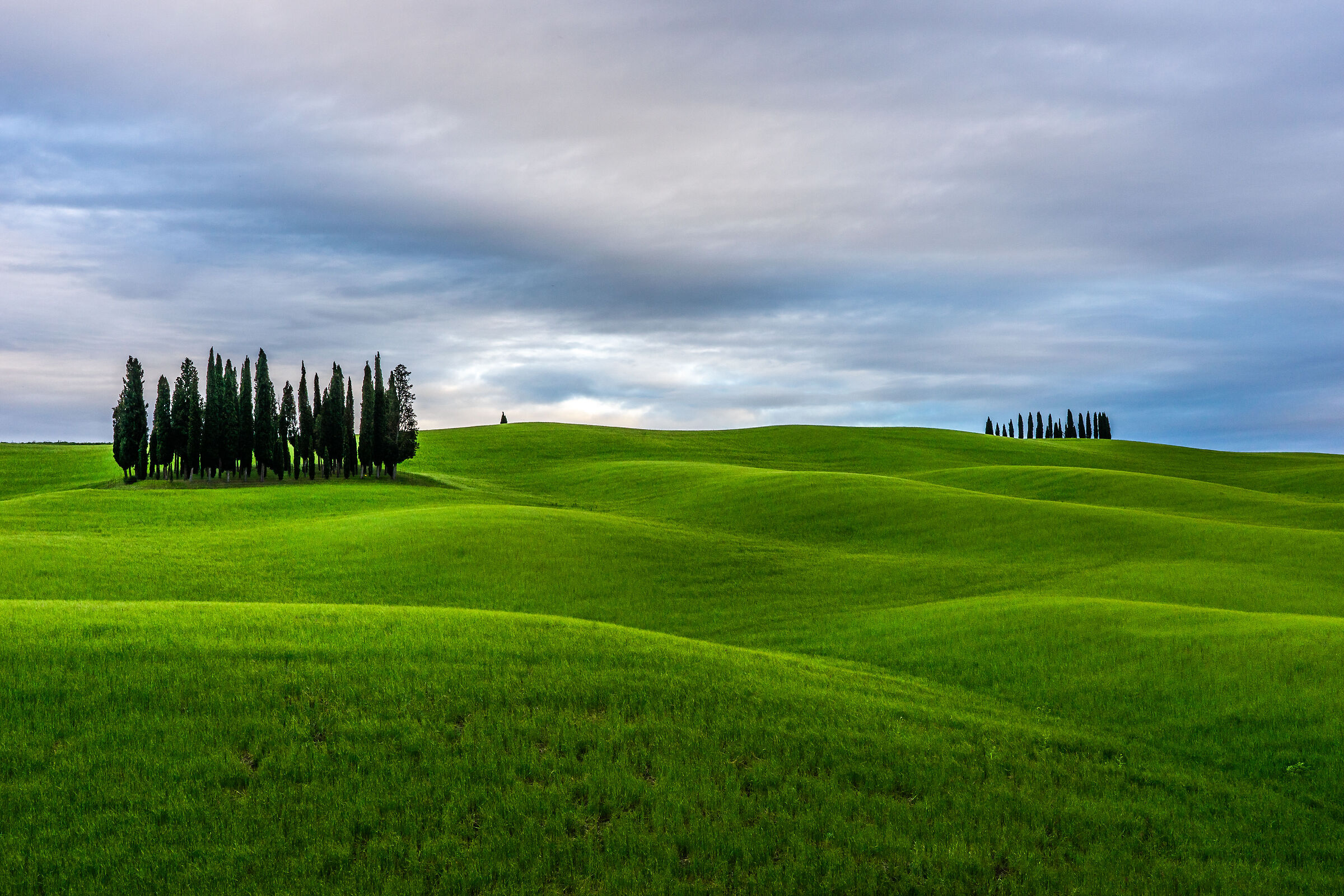 The cypresses of San Quirico...
