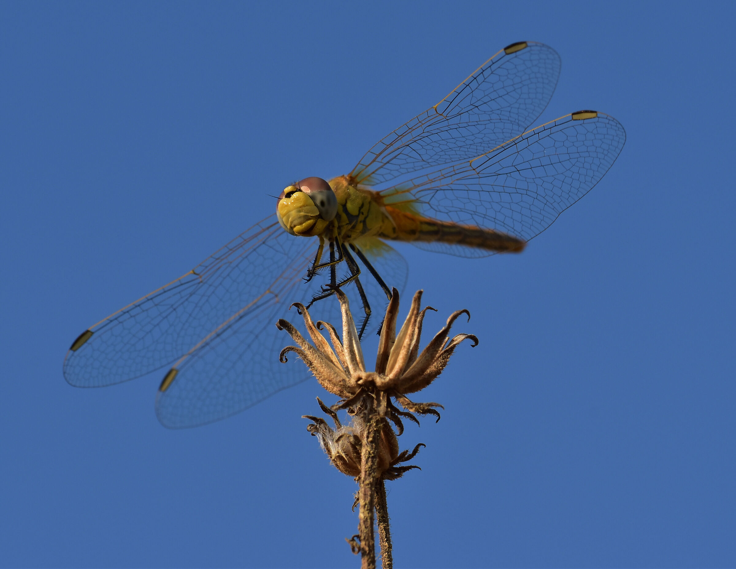 Landed dragonfly ...