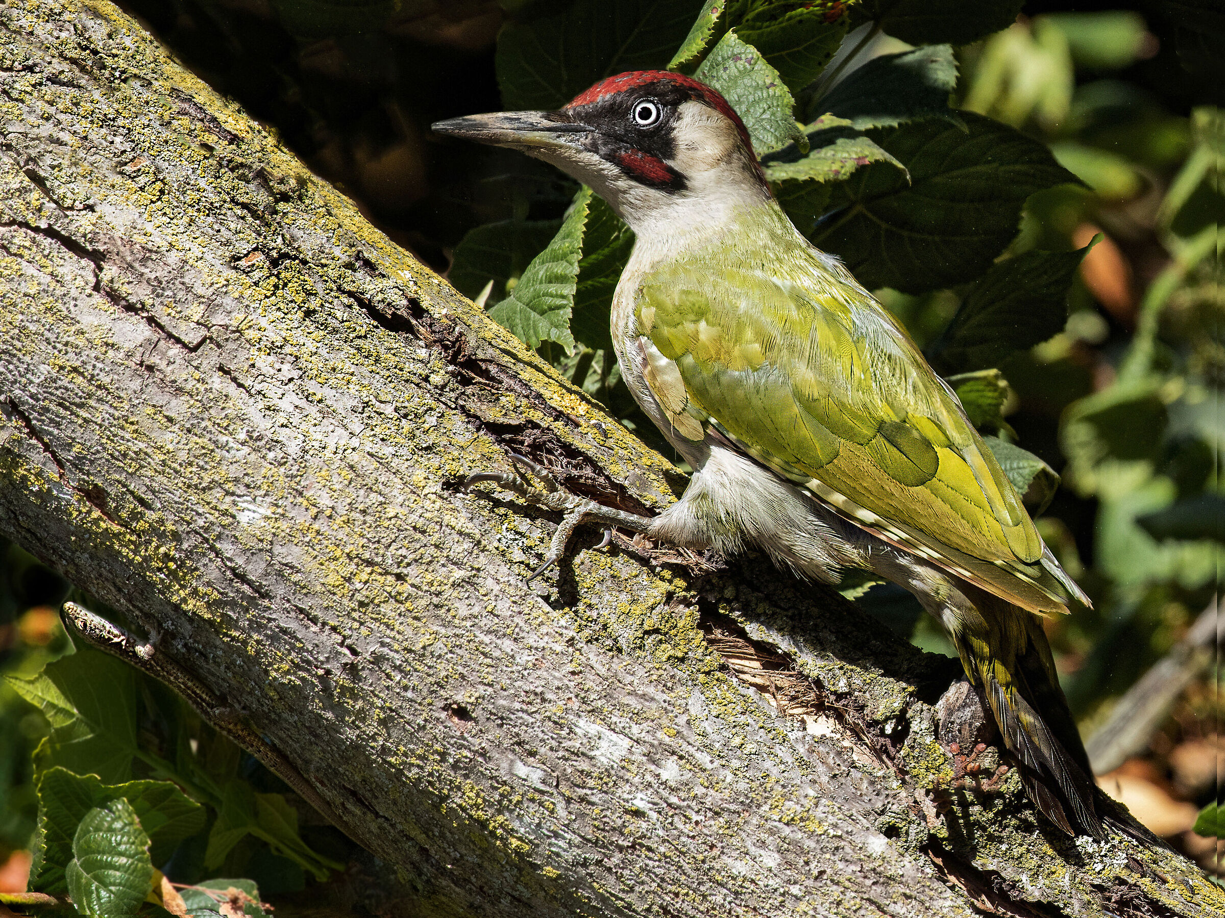 Male Green Woodpecker with Lizard....