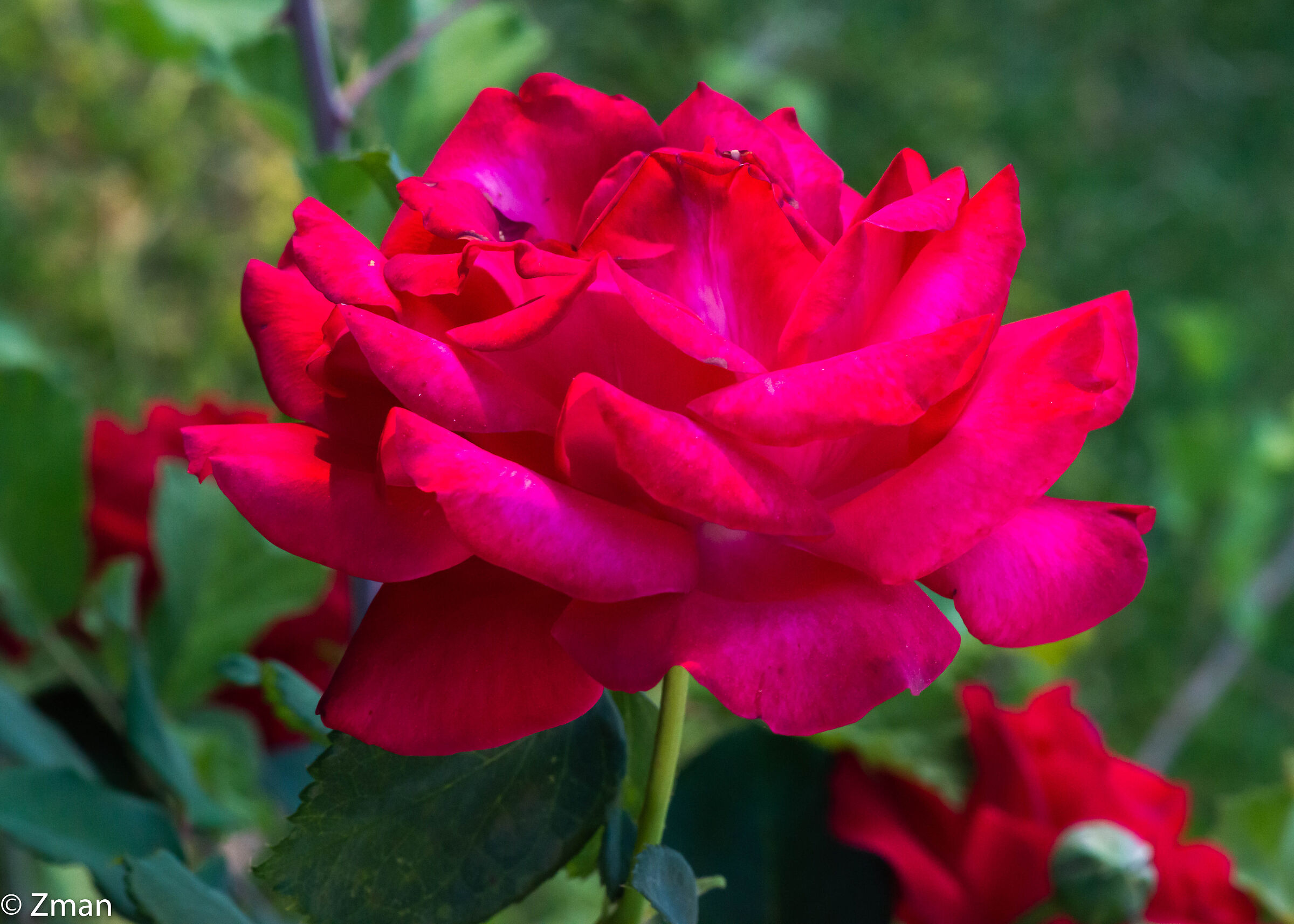 Red Rose...