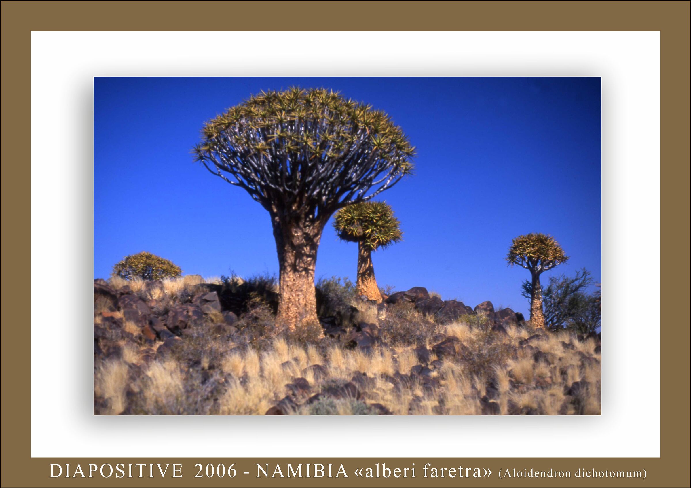 quiver tree forest...