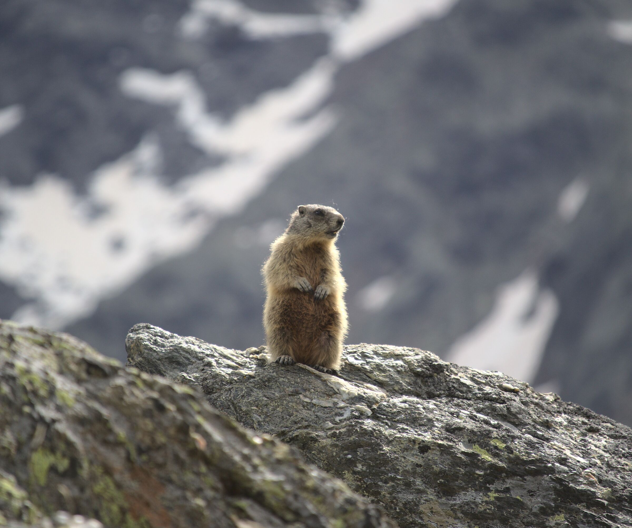The lookout...