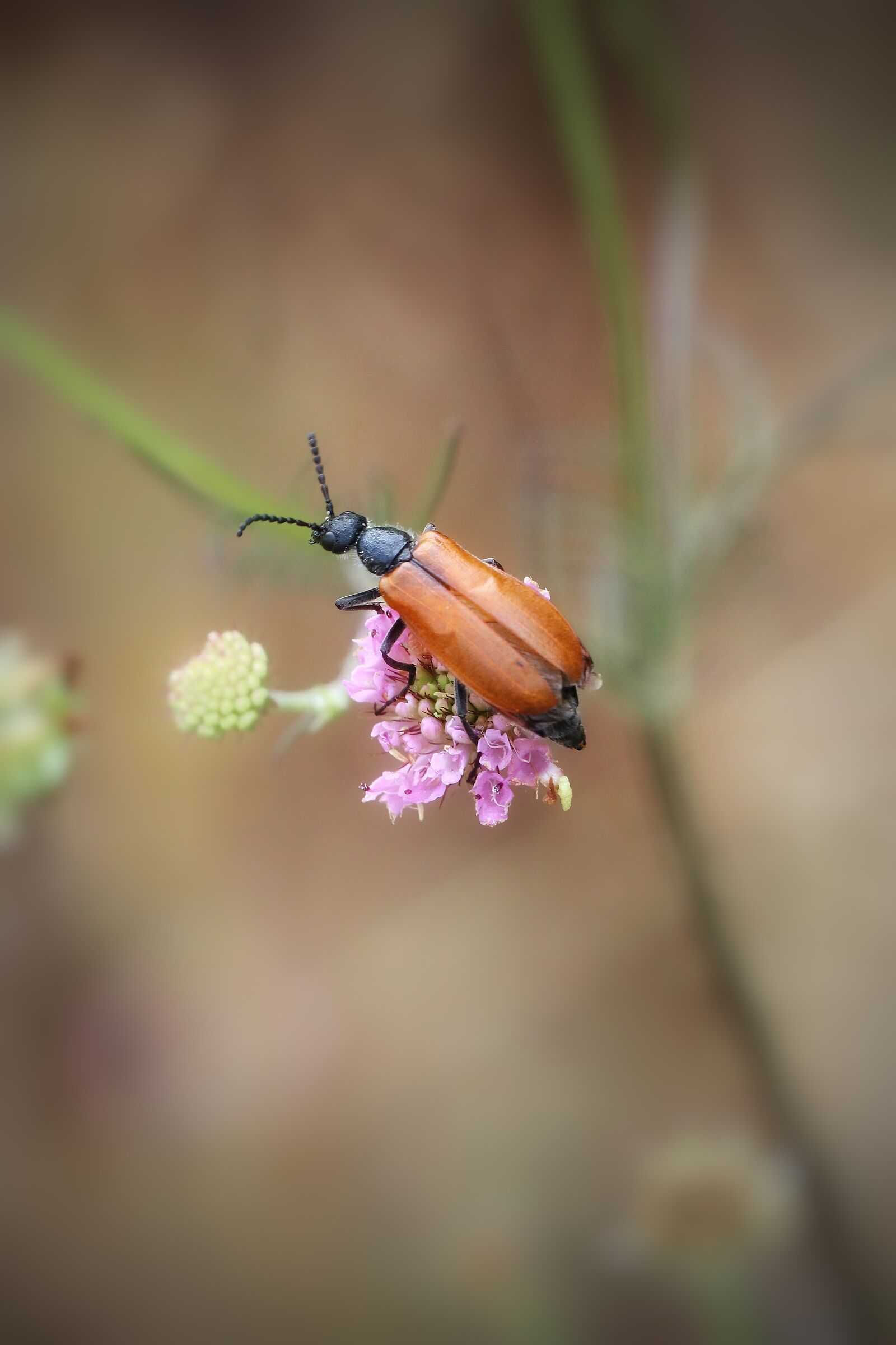 Coleoptera cucuijformia...