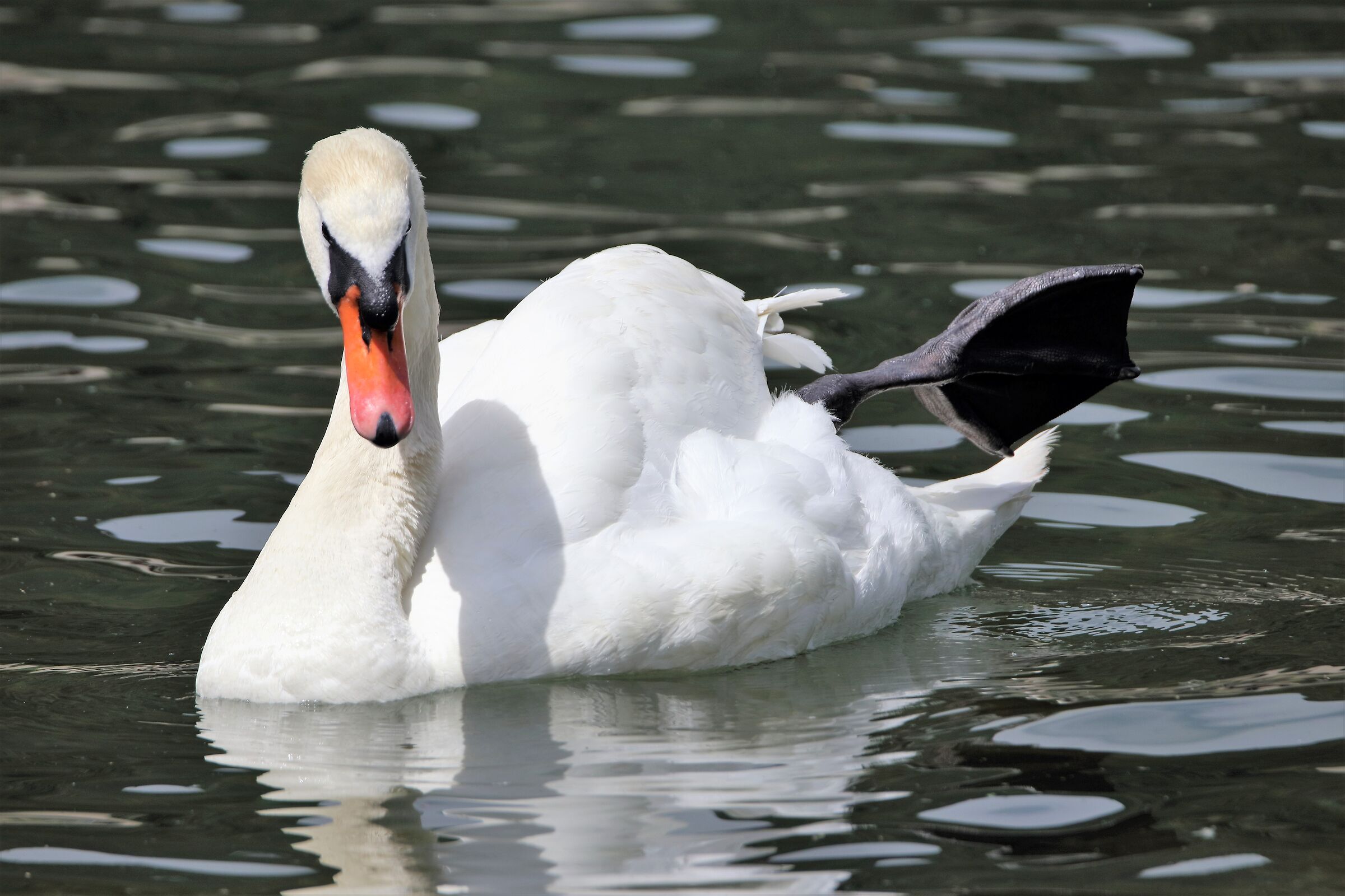 swan...