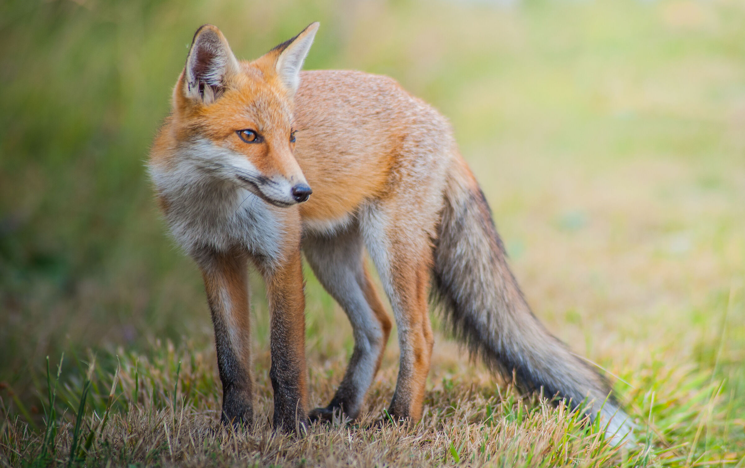 Beautiful fox ...