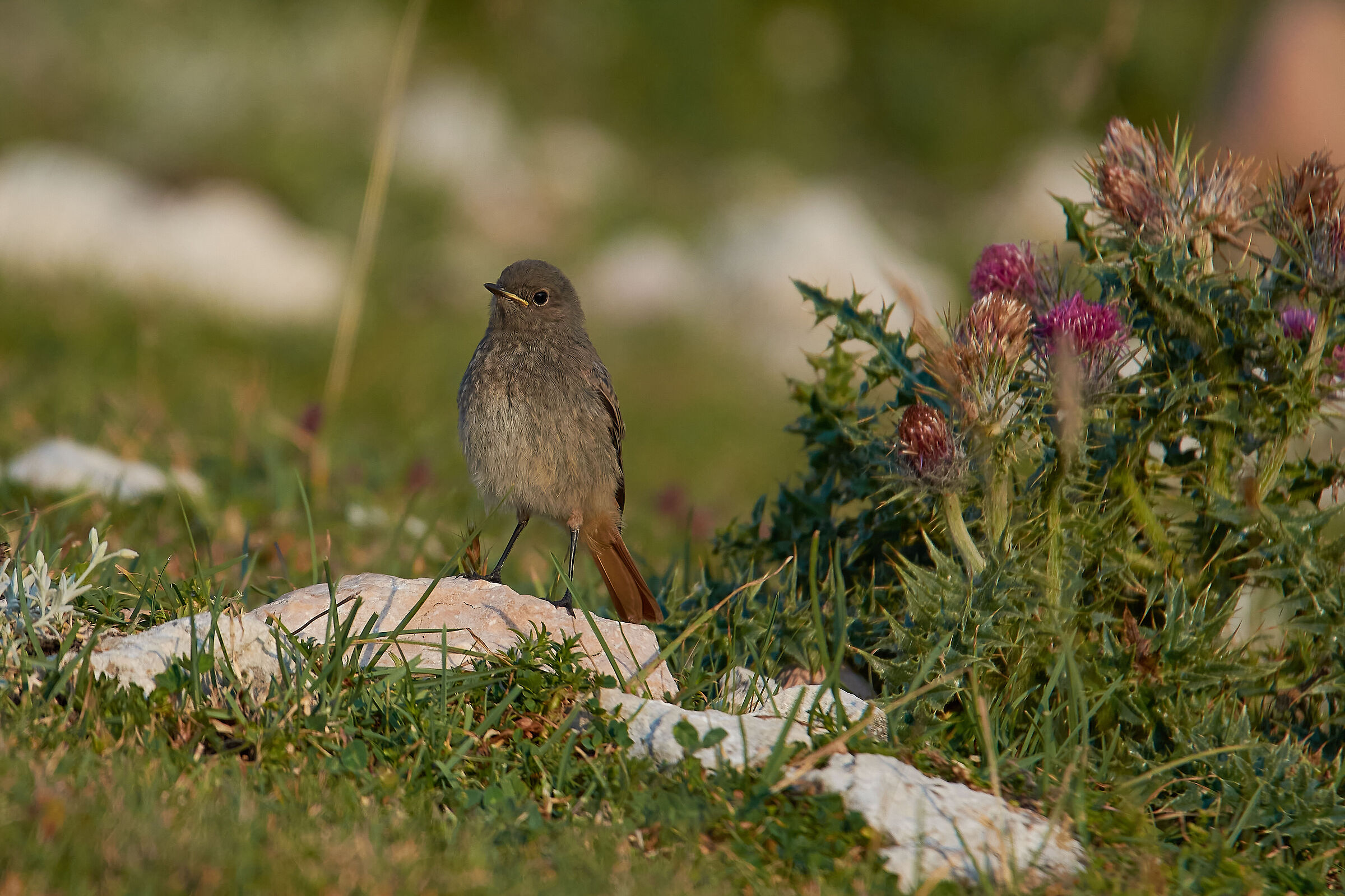 A very young Redstart Chimney Sweep...