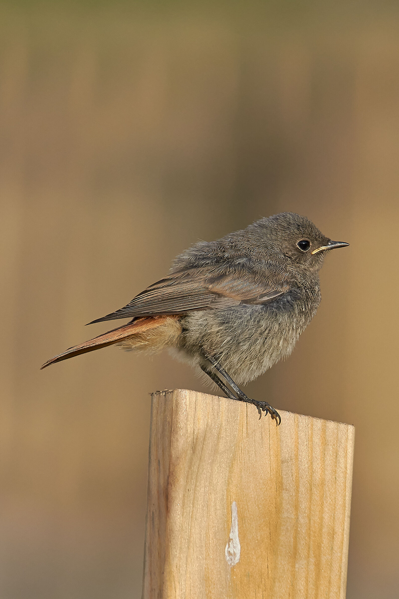 Feather Ball (Redstart Young Chimney Sweep)...