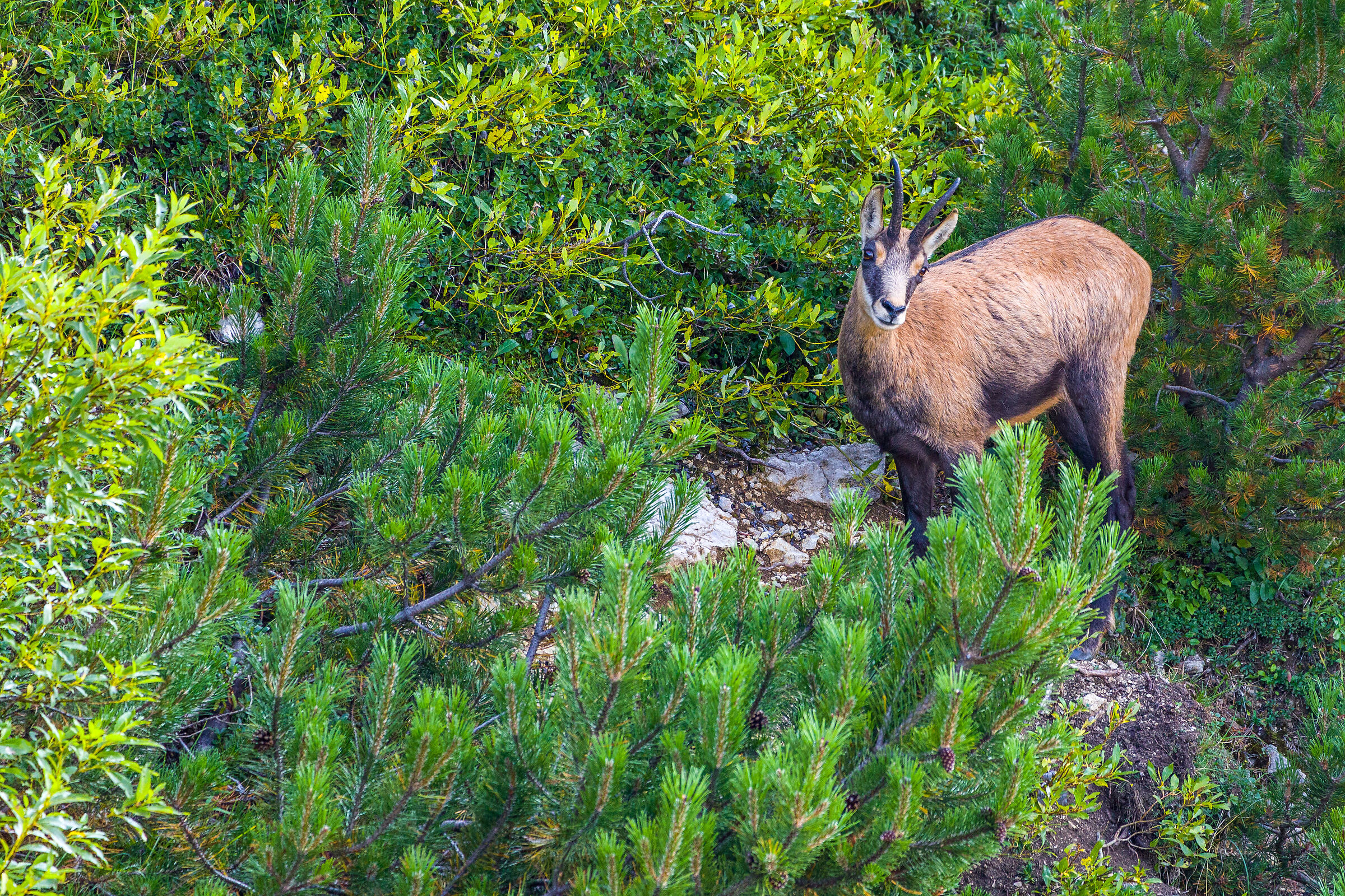 The Chamois of Lessinia...