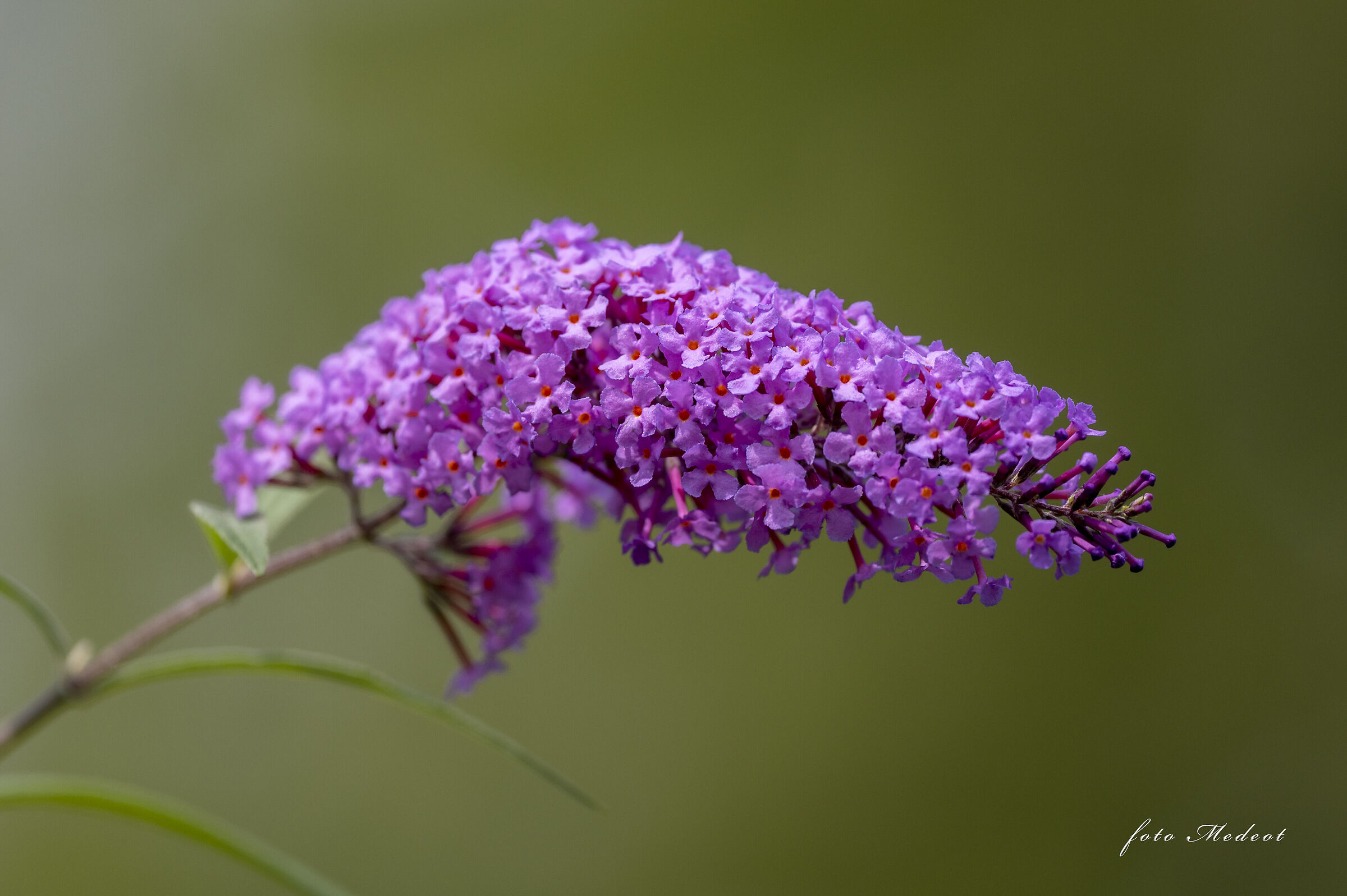 Fiori di montagna...