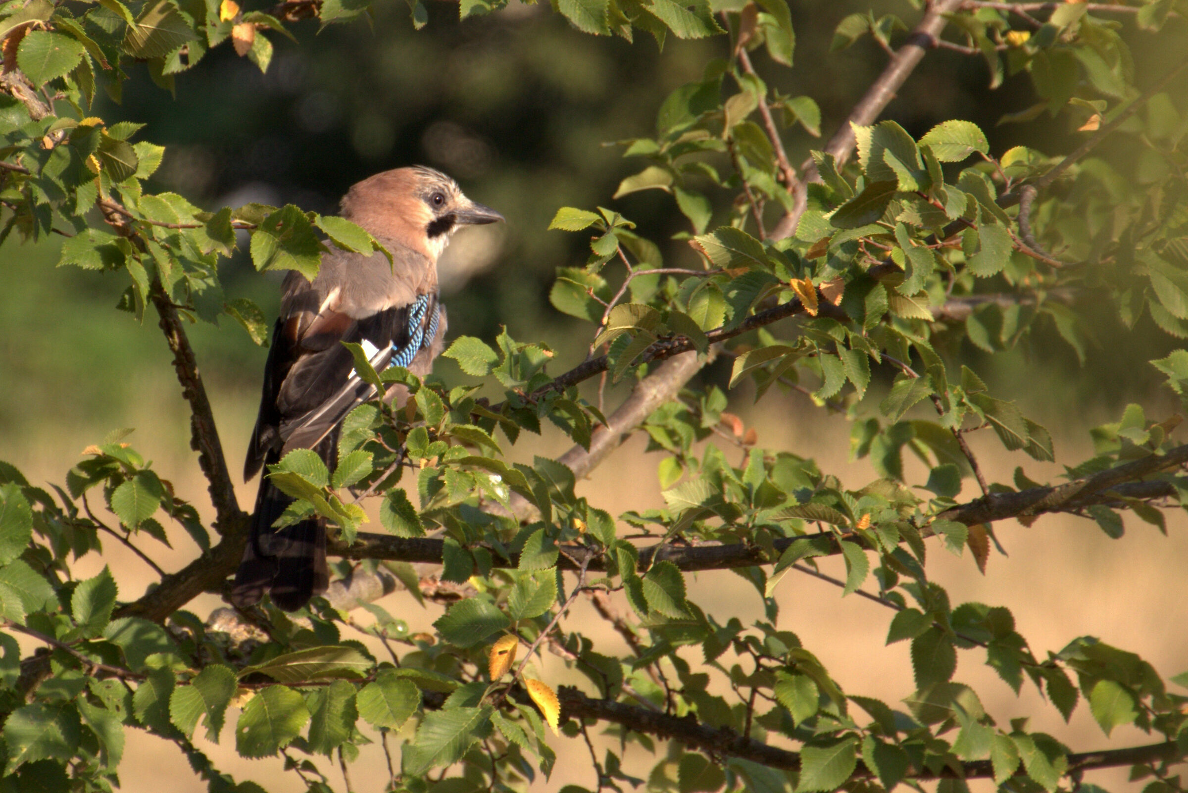 Sparrow...