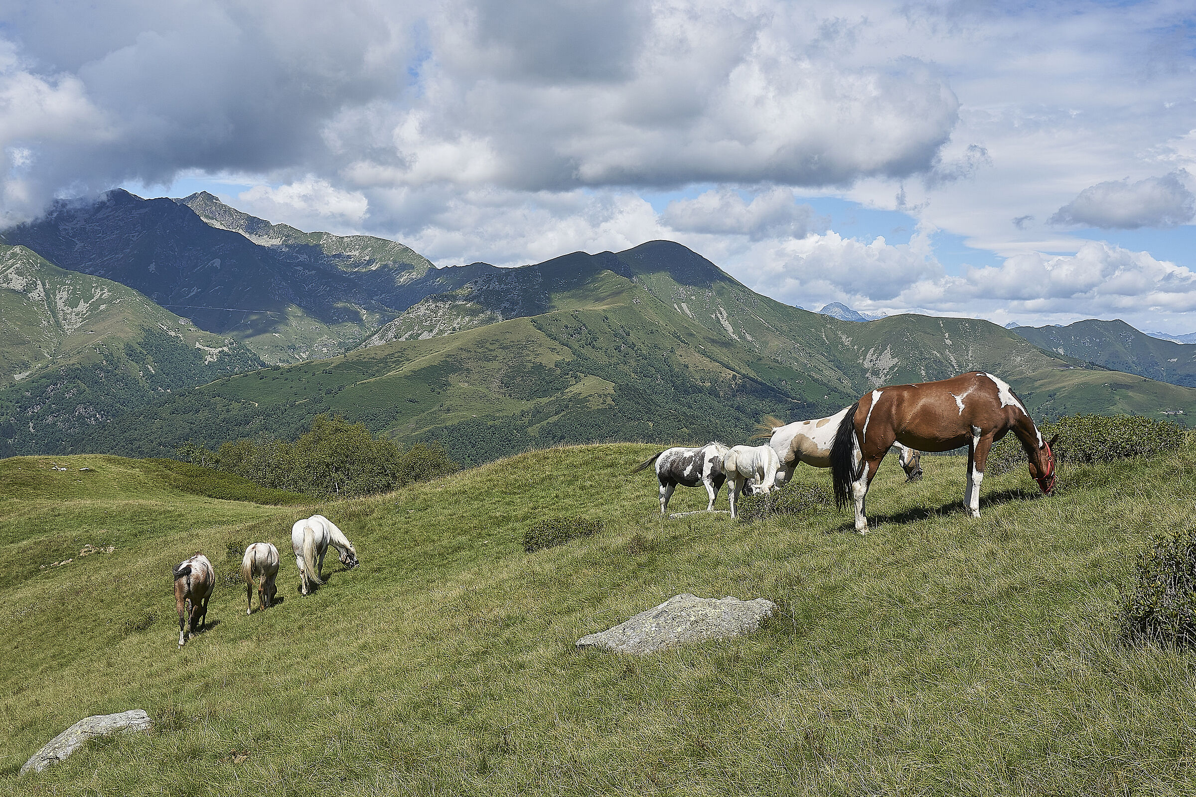 Horses in Bielmonte...