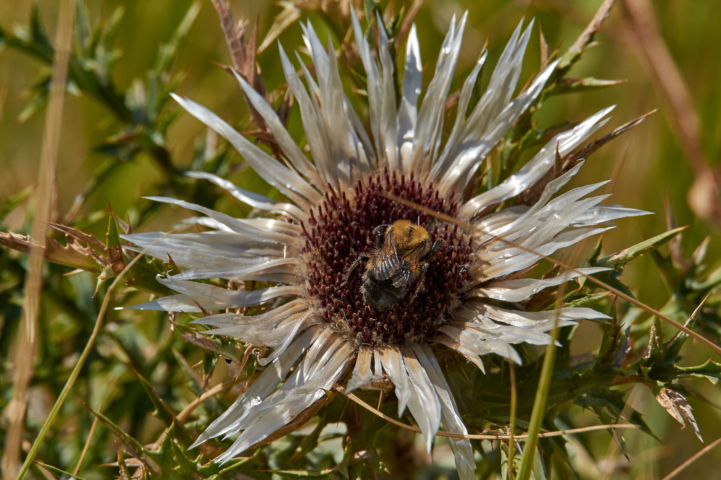 The Bumblebee and the Silver Thistle (Carlina Acaulis)...