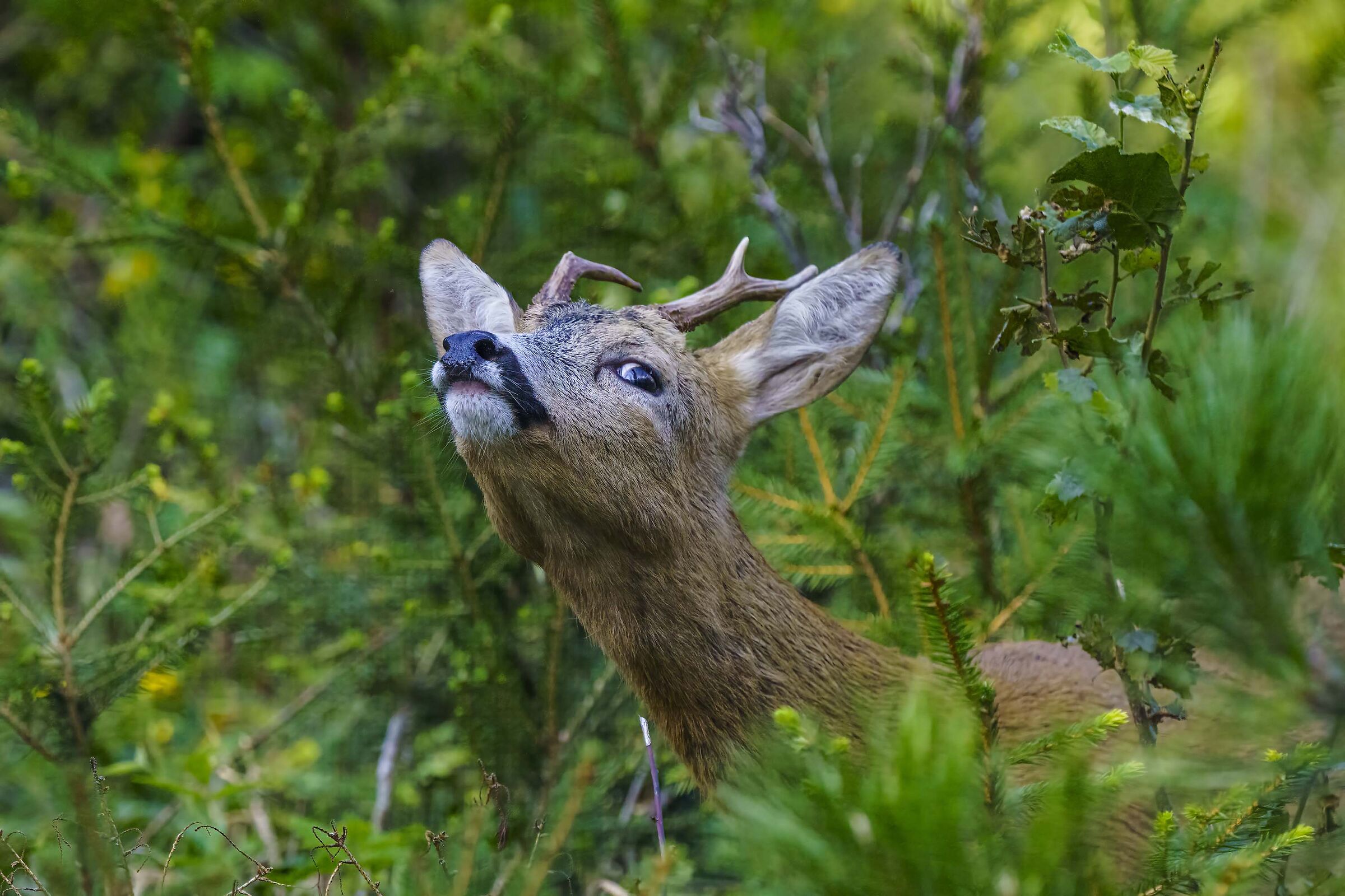 Male roe deer , maybe he sniffed me out...