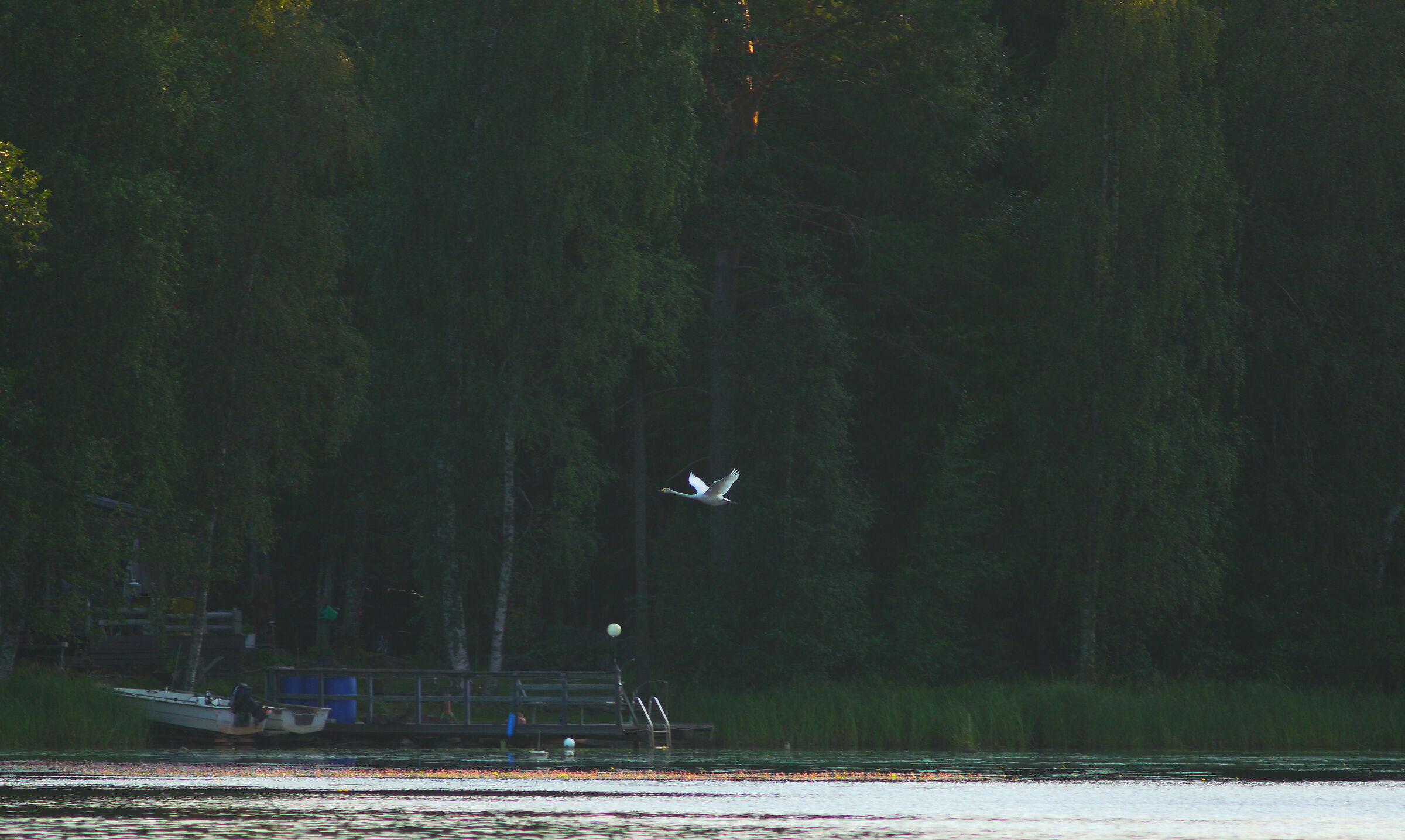 swan in flight - South-East Finland...
