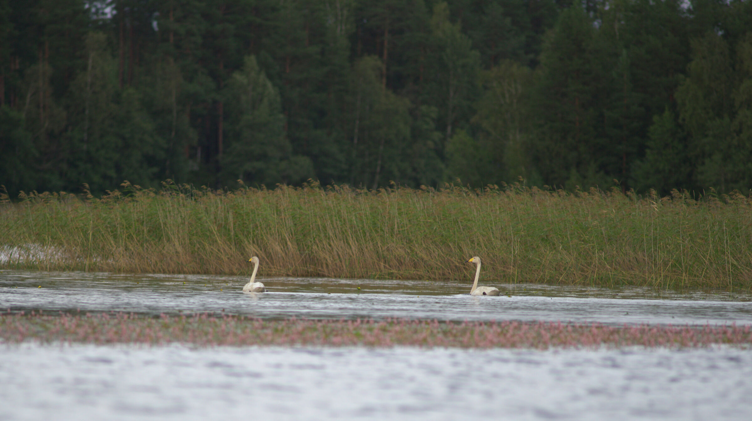 swan pair - Southeast Finland...