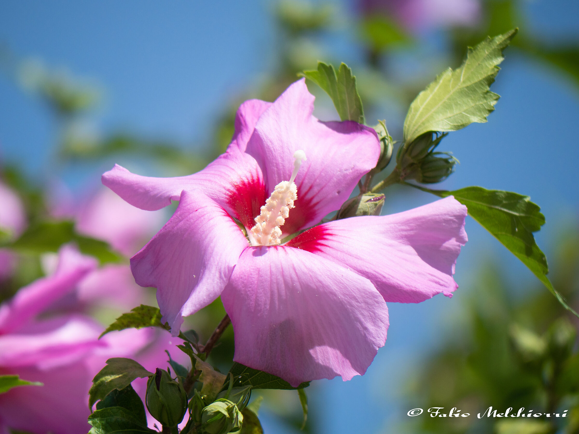 Hibiscus "Sharon's Pink Aphrodite"...
