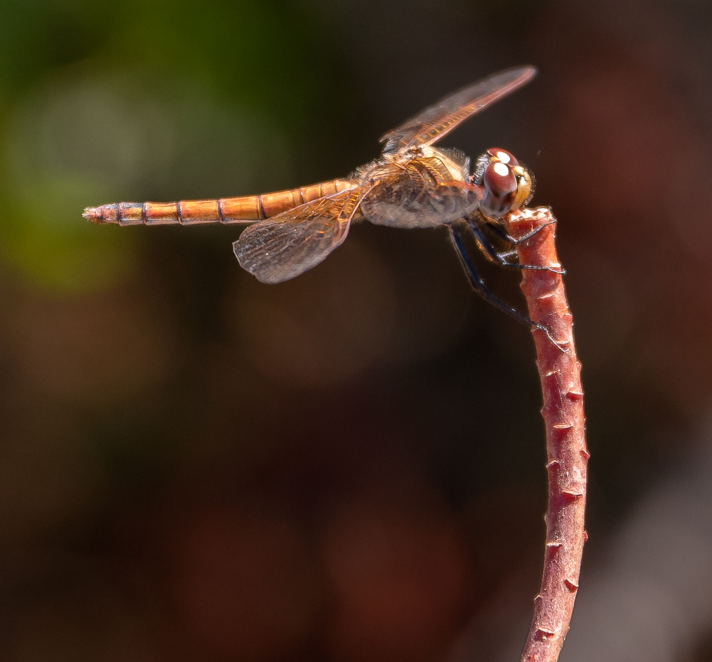 A Sardinian dragonfly...