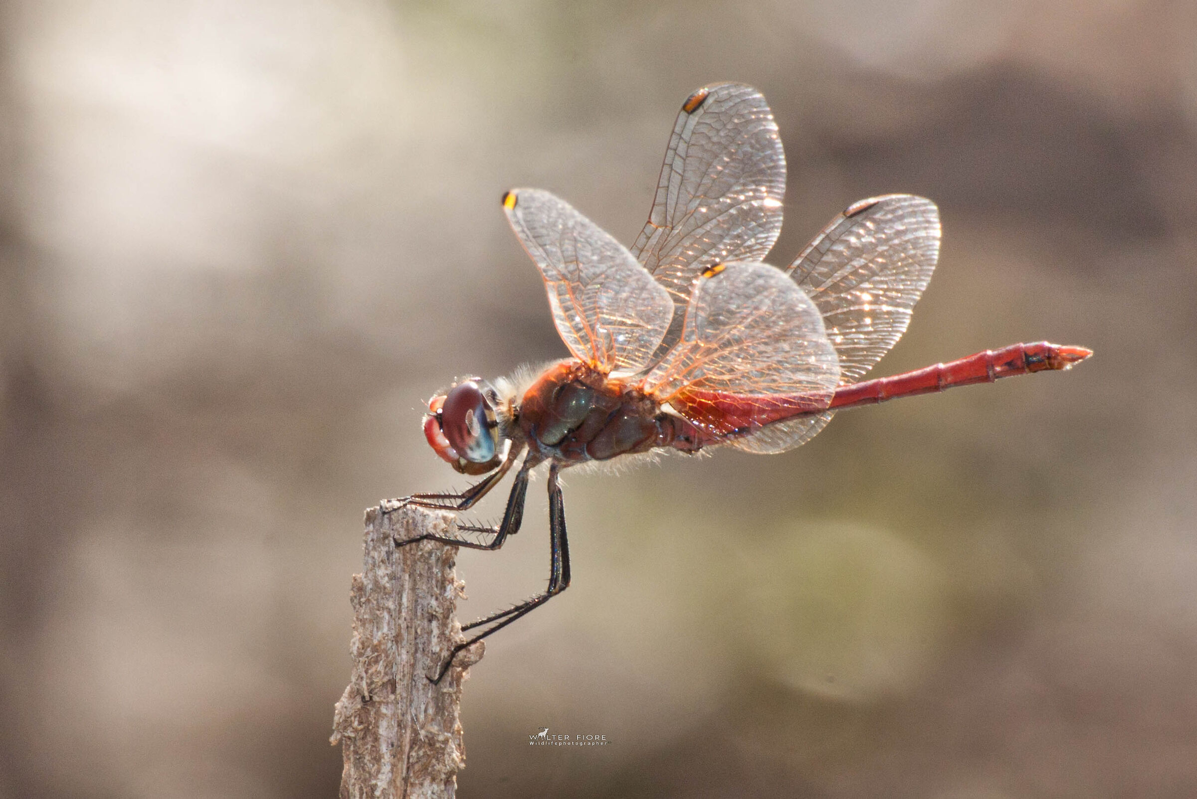 Dragonfly posing ...