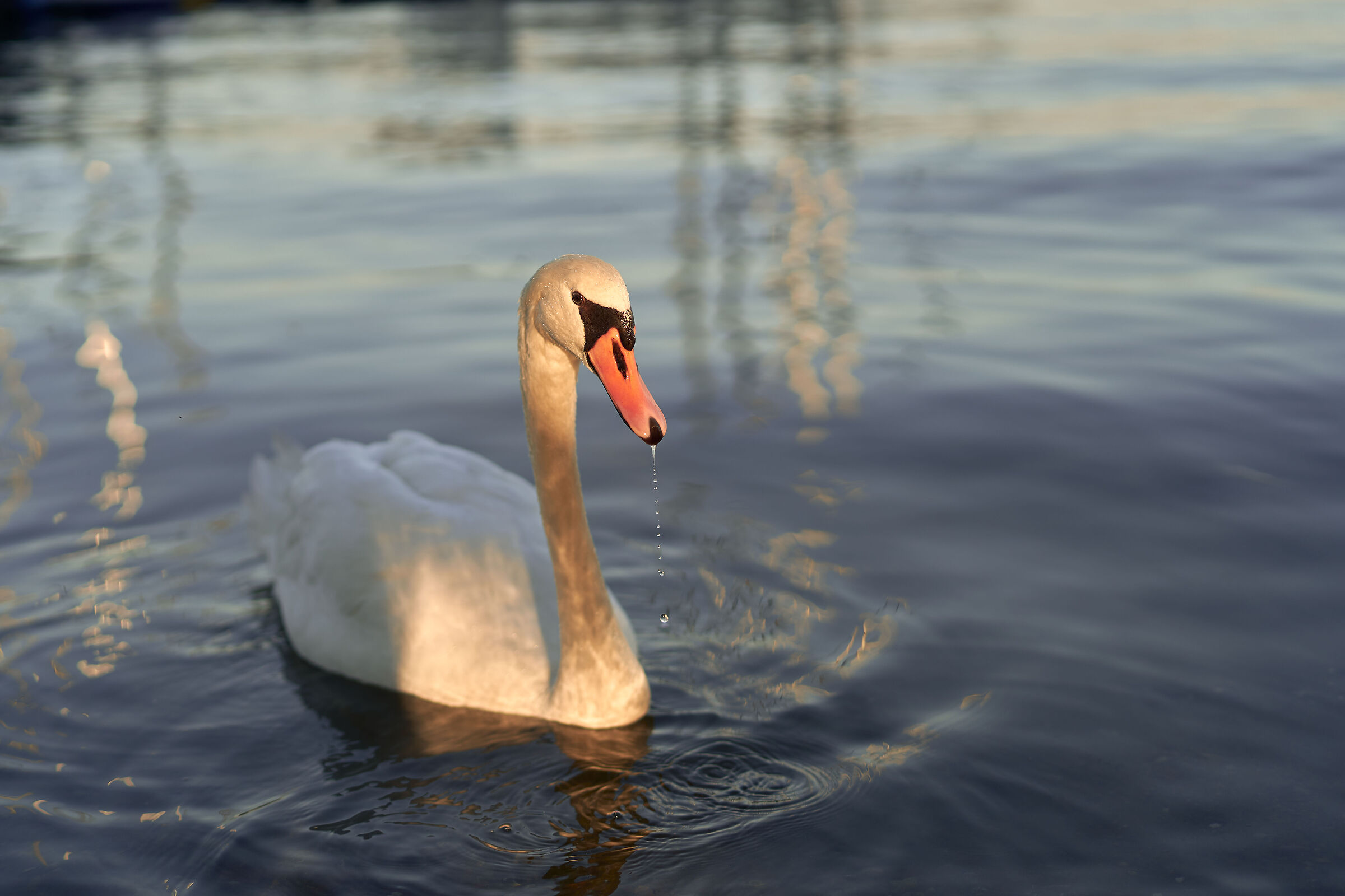The Swan ...
