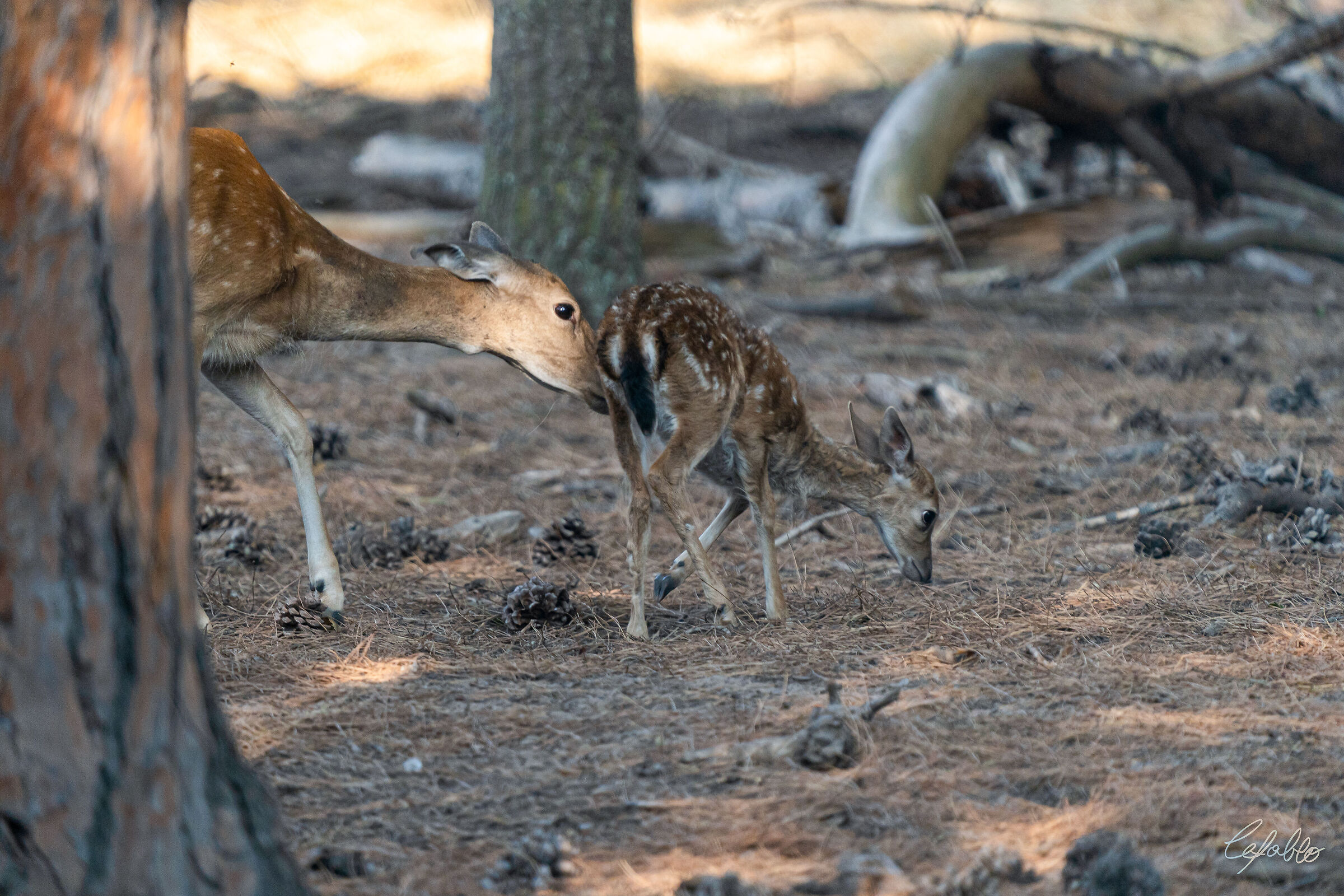 Deer - Maternal Love...