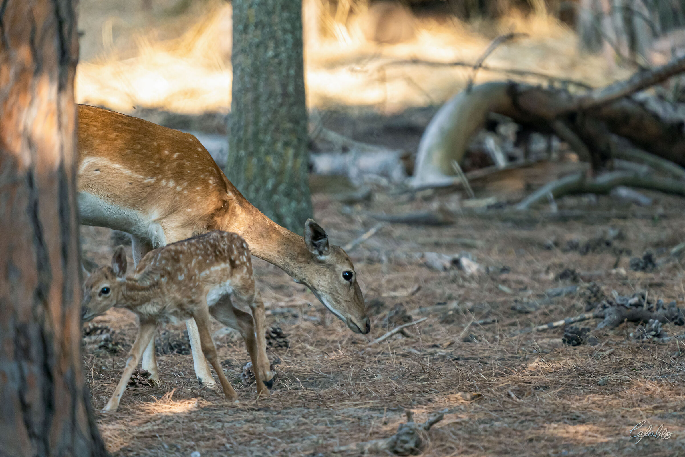 Deer - Maternal Love ...