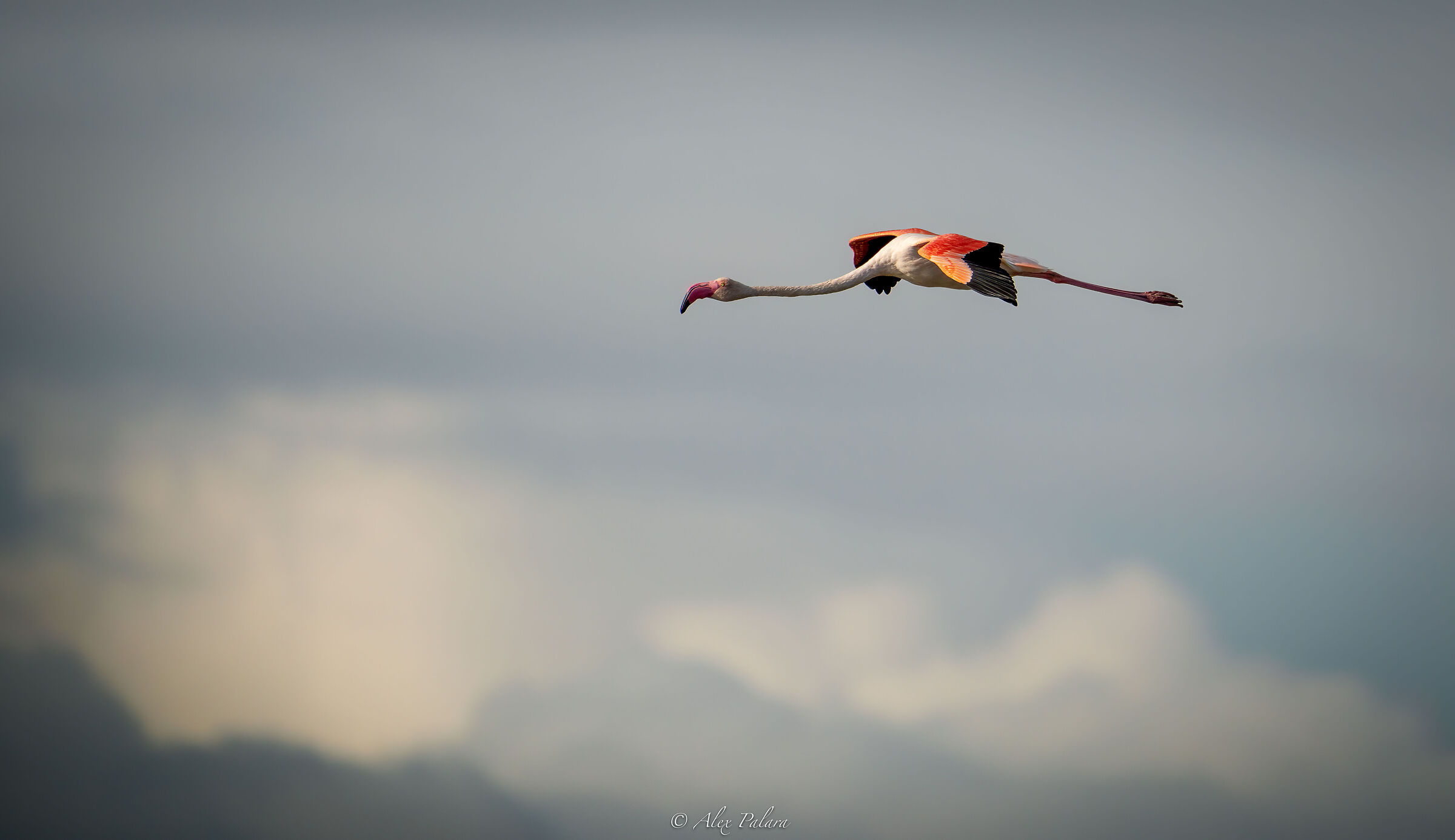 Flamingo in flight...