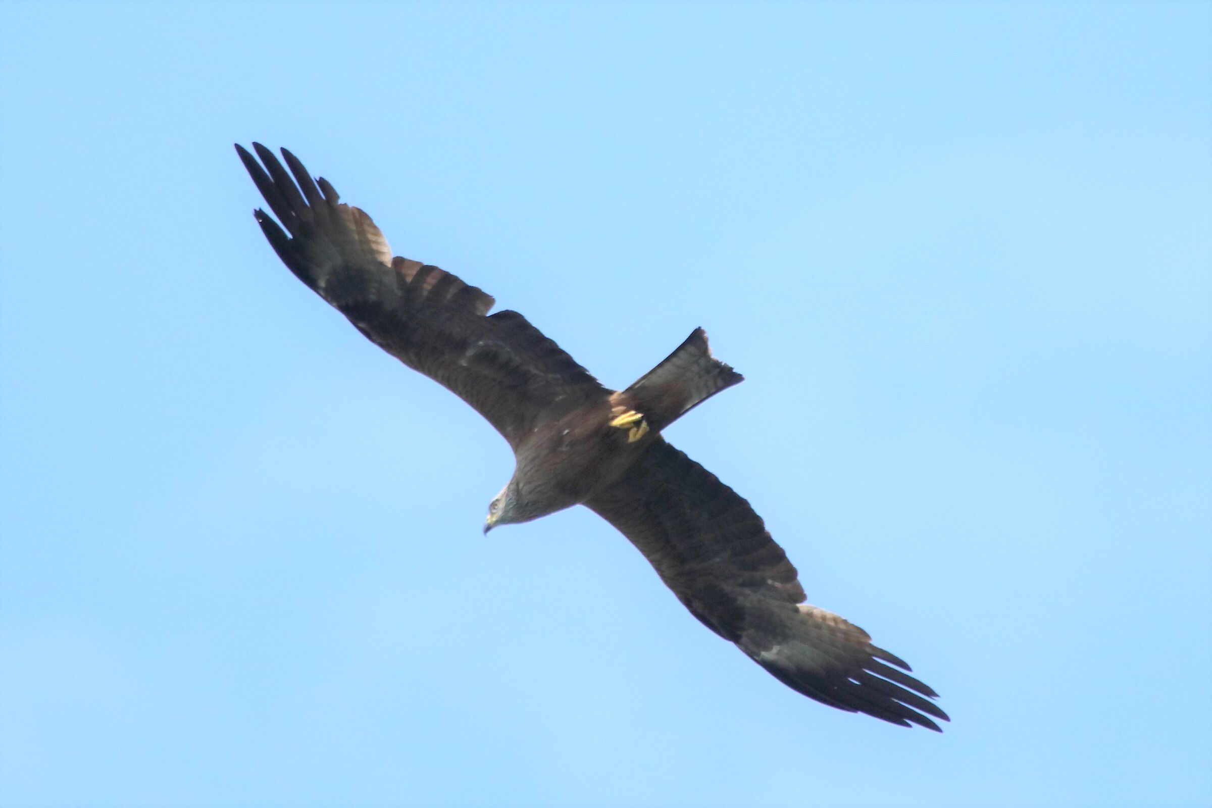 Kite...