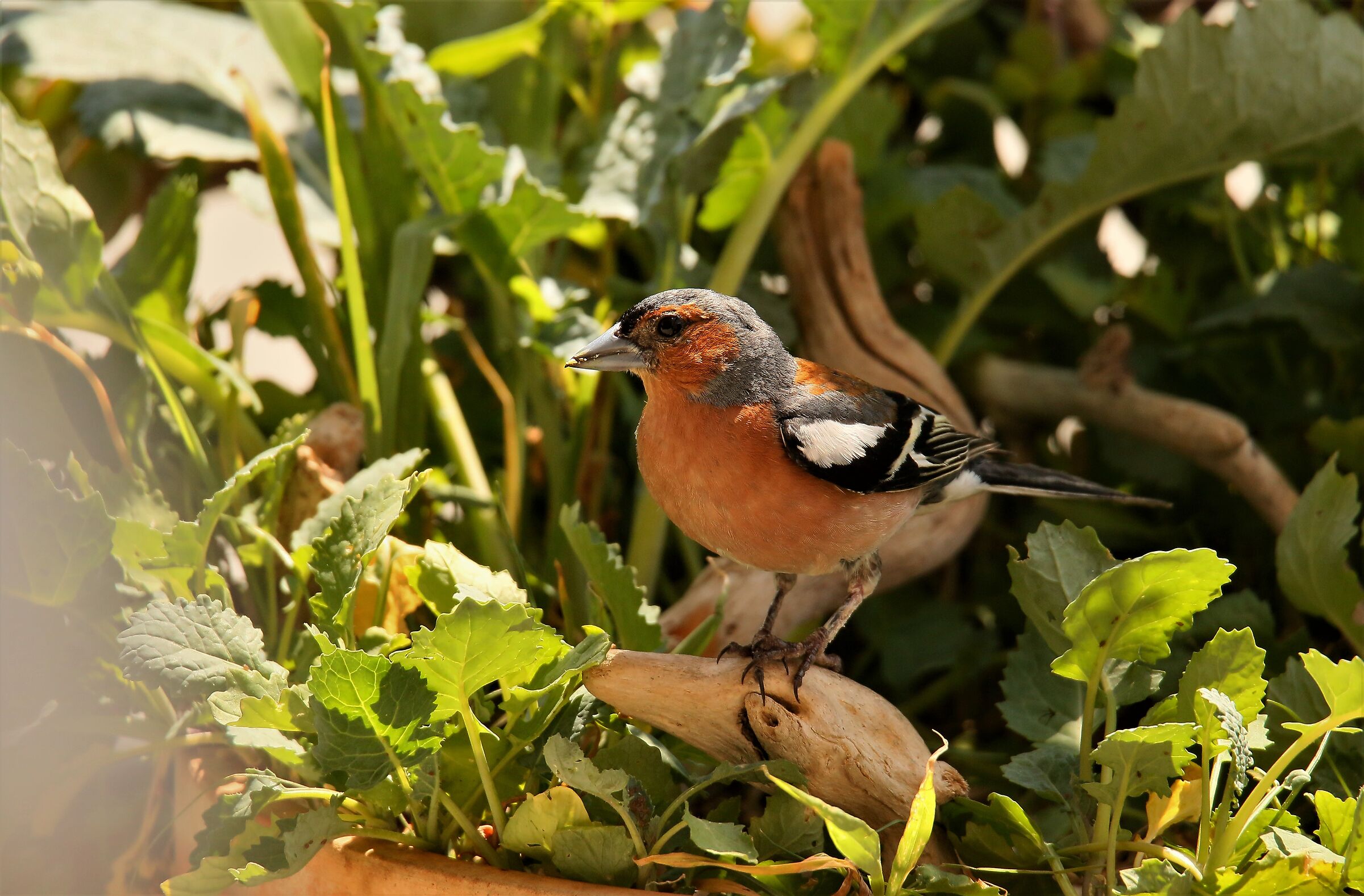 Chaffinch in the balcony...