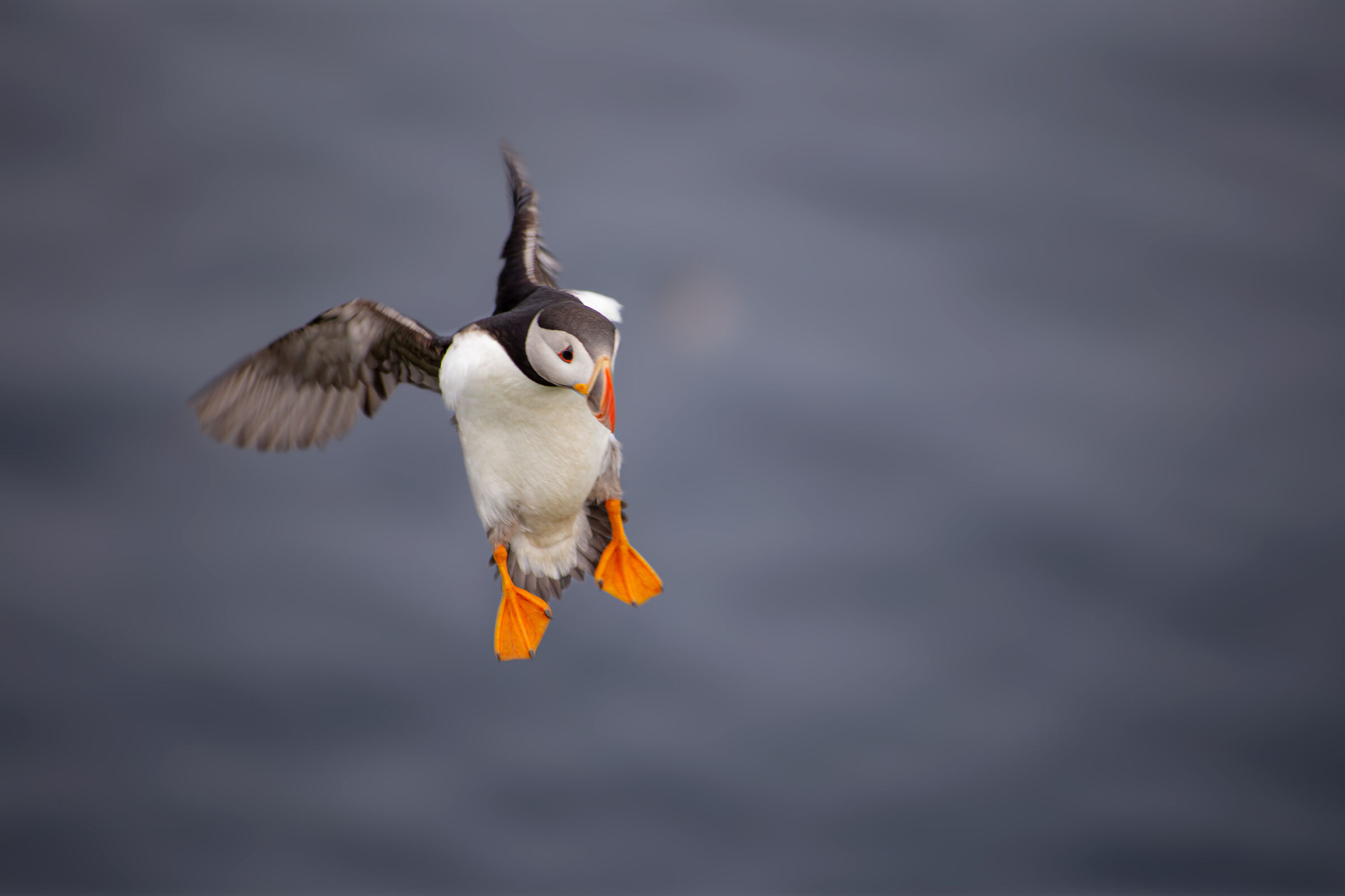 A Puffin flying upwind...