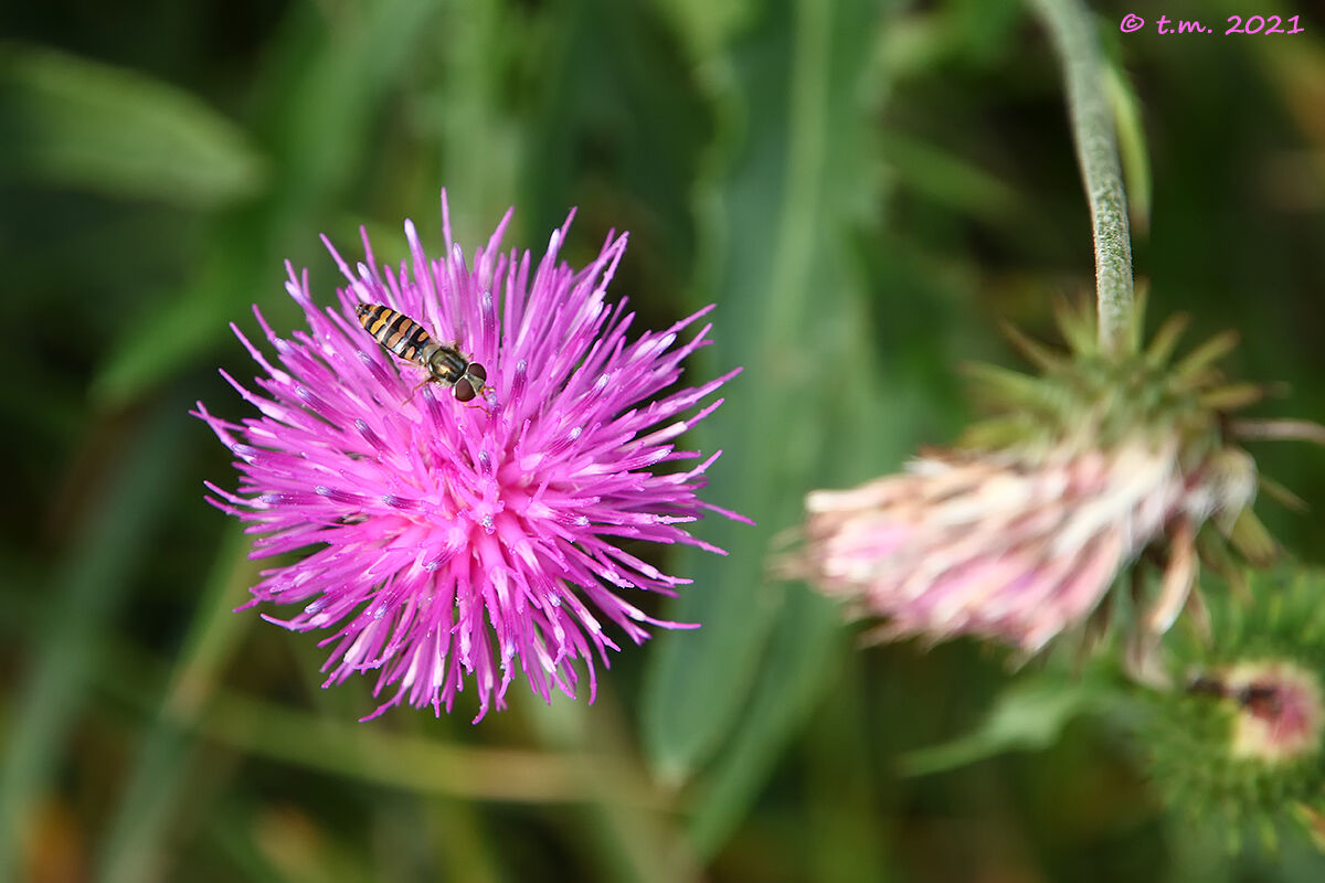 Notched thistle...