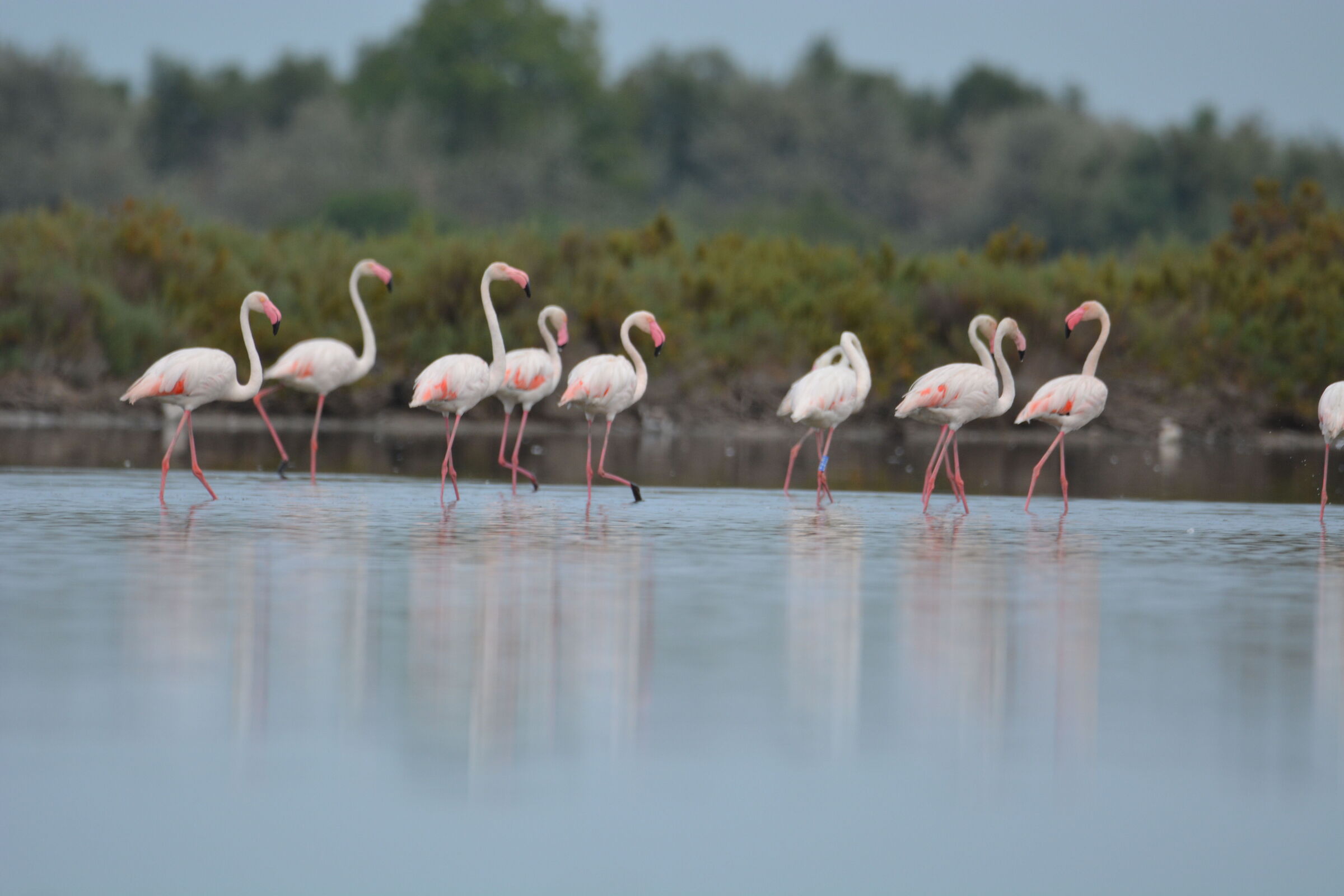 Fenicotteri valli di Comacchio...