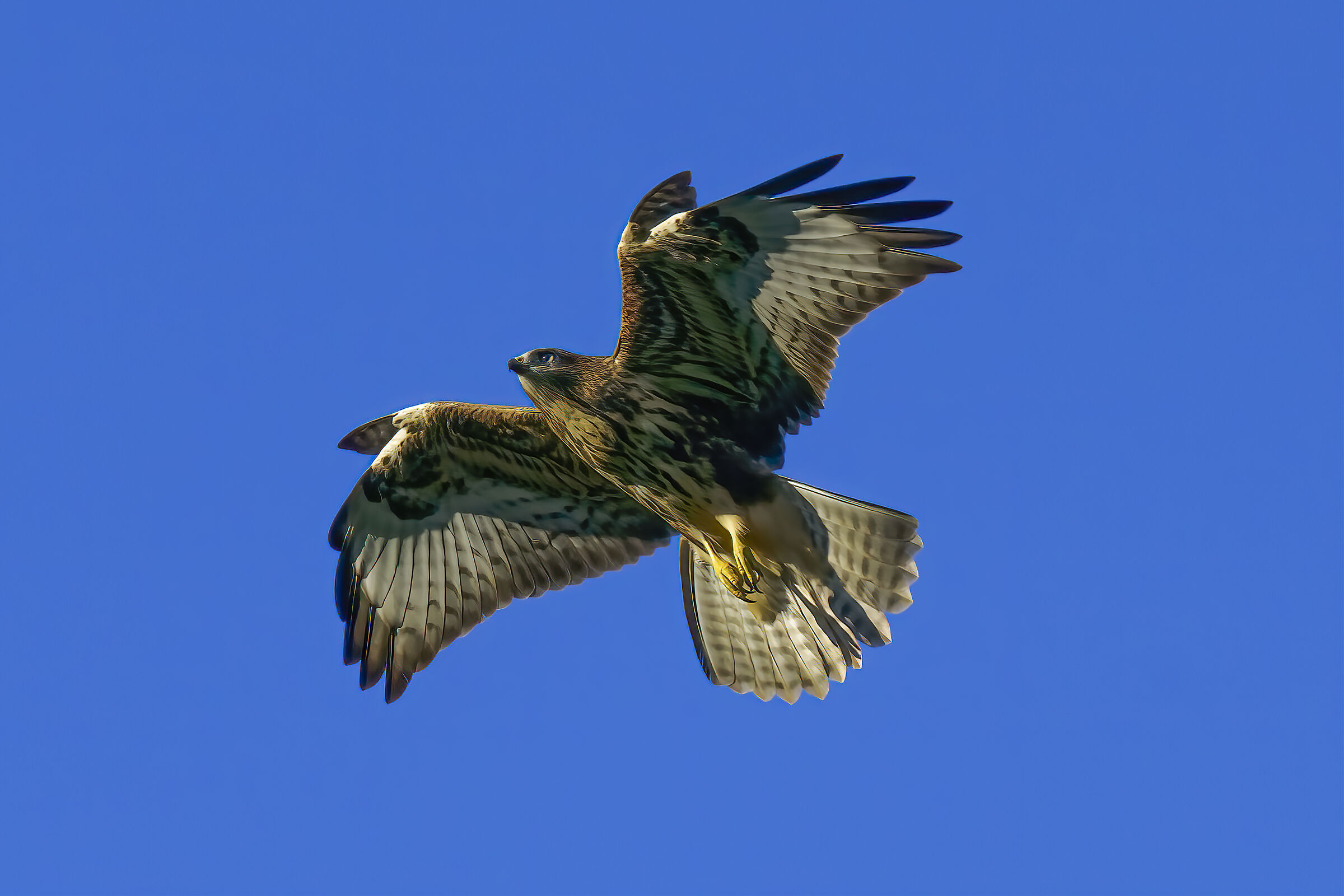 Buzzard in flight...