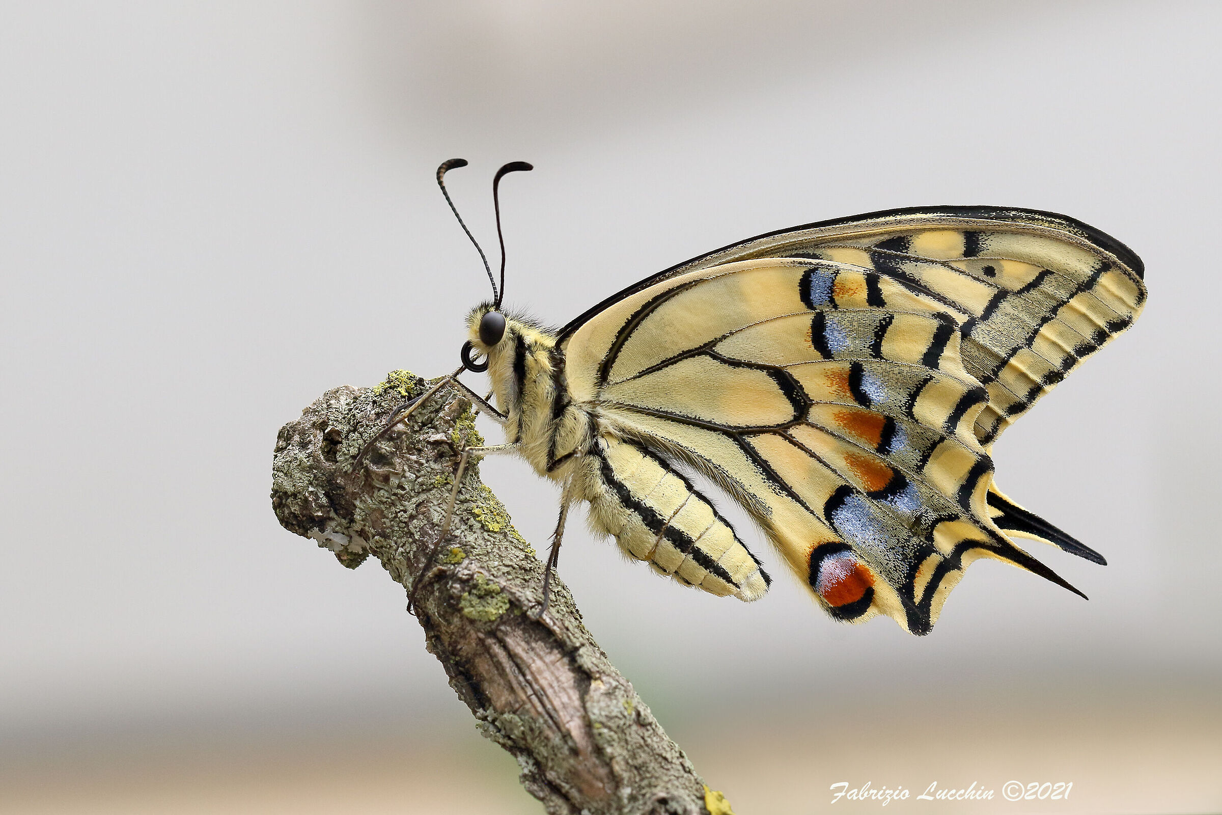Papilio machaon...
