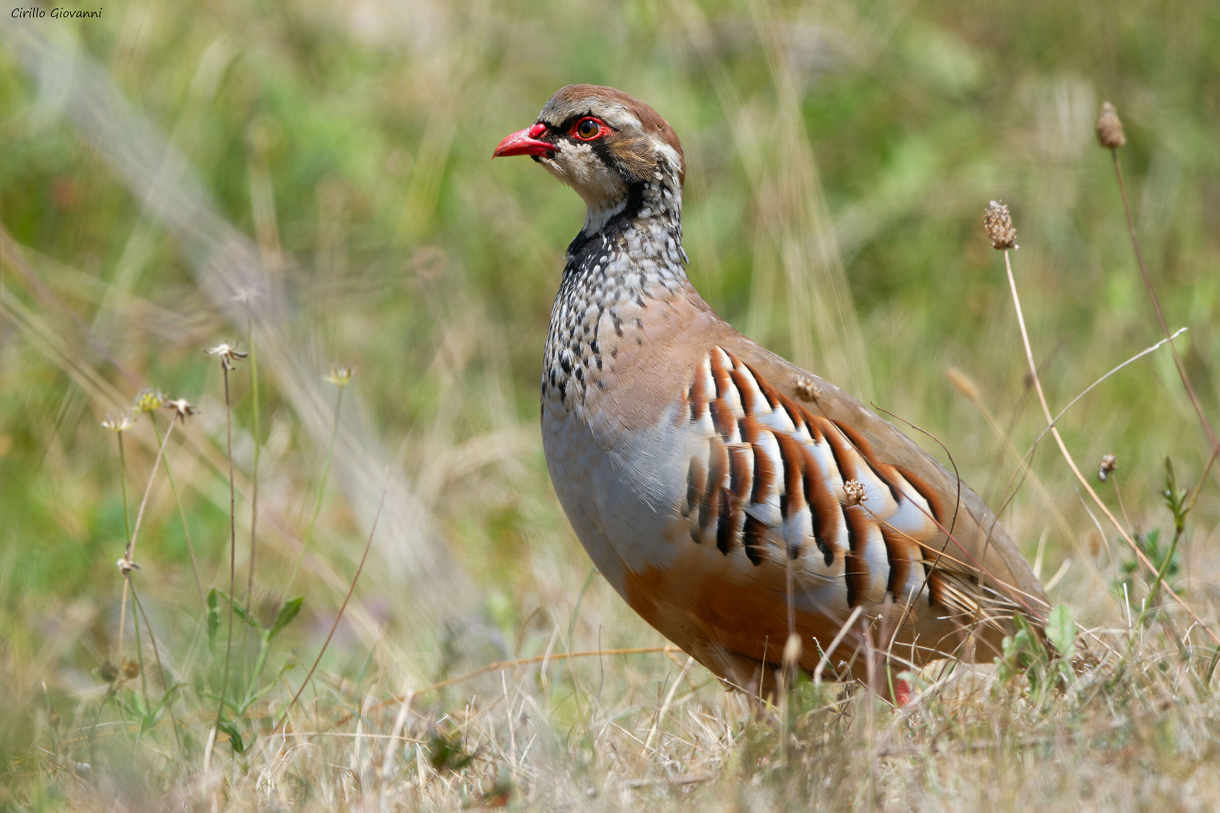Red partridge ...