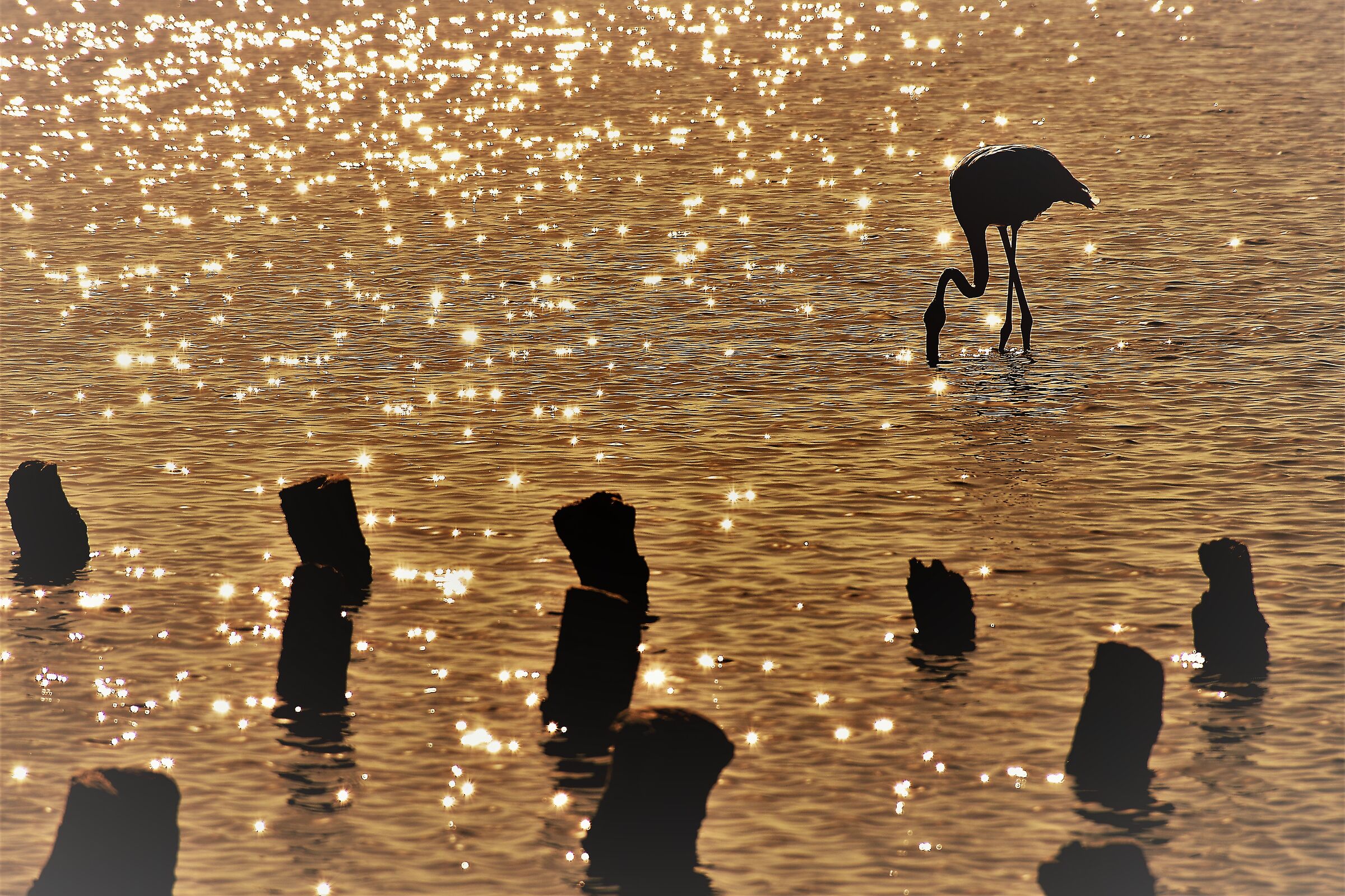 Silhouette of a Flamingo...