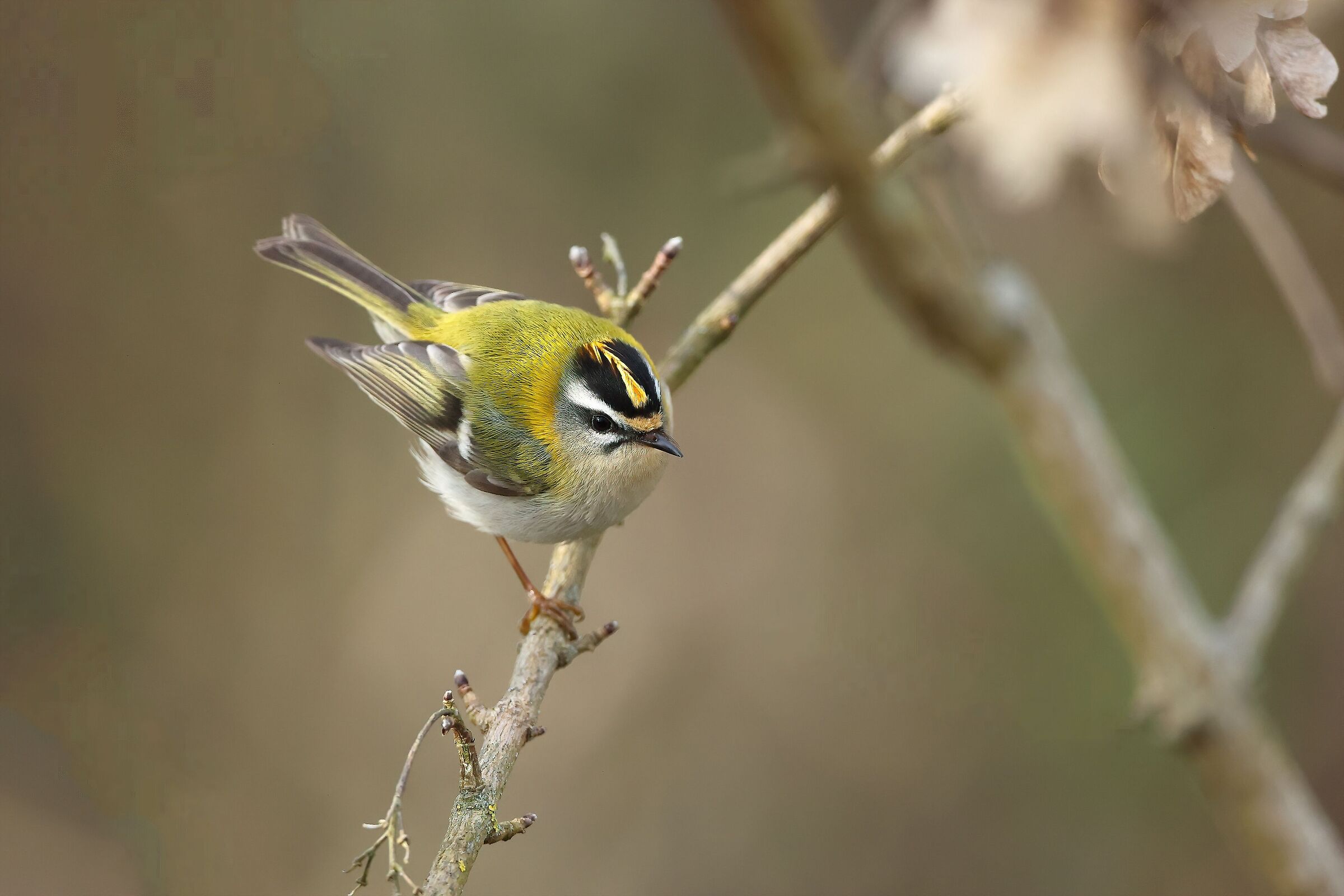 Firecrest...