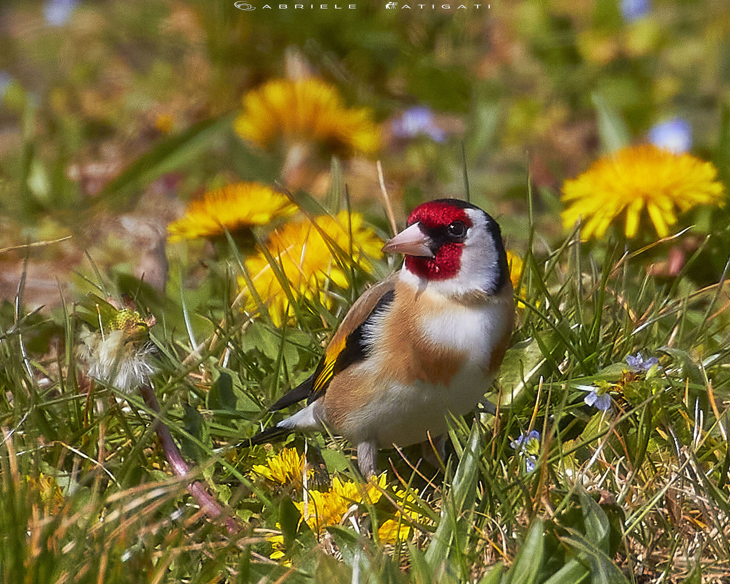Goldfinch among the flowers...
