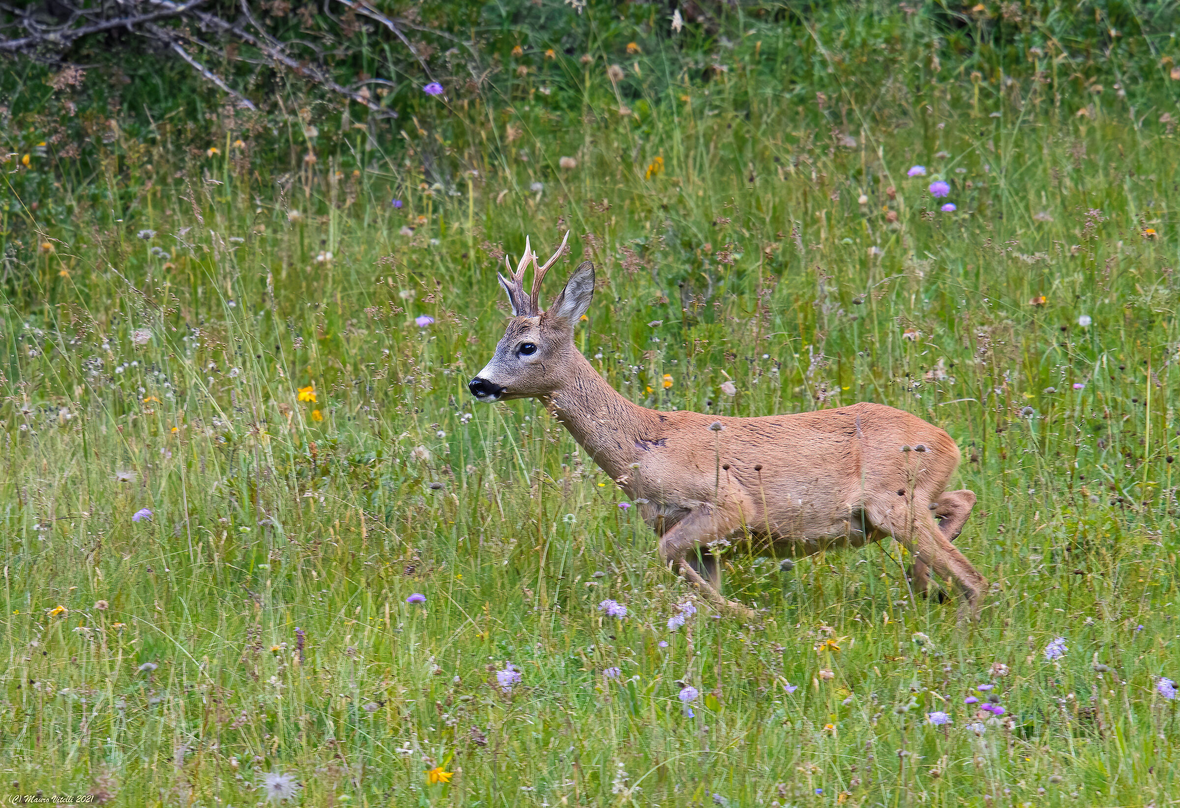 Roe deer (Mammals ungulate)...