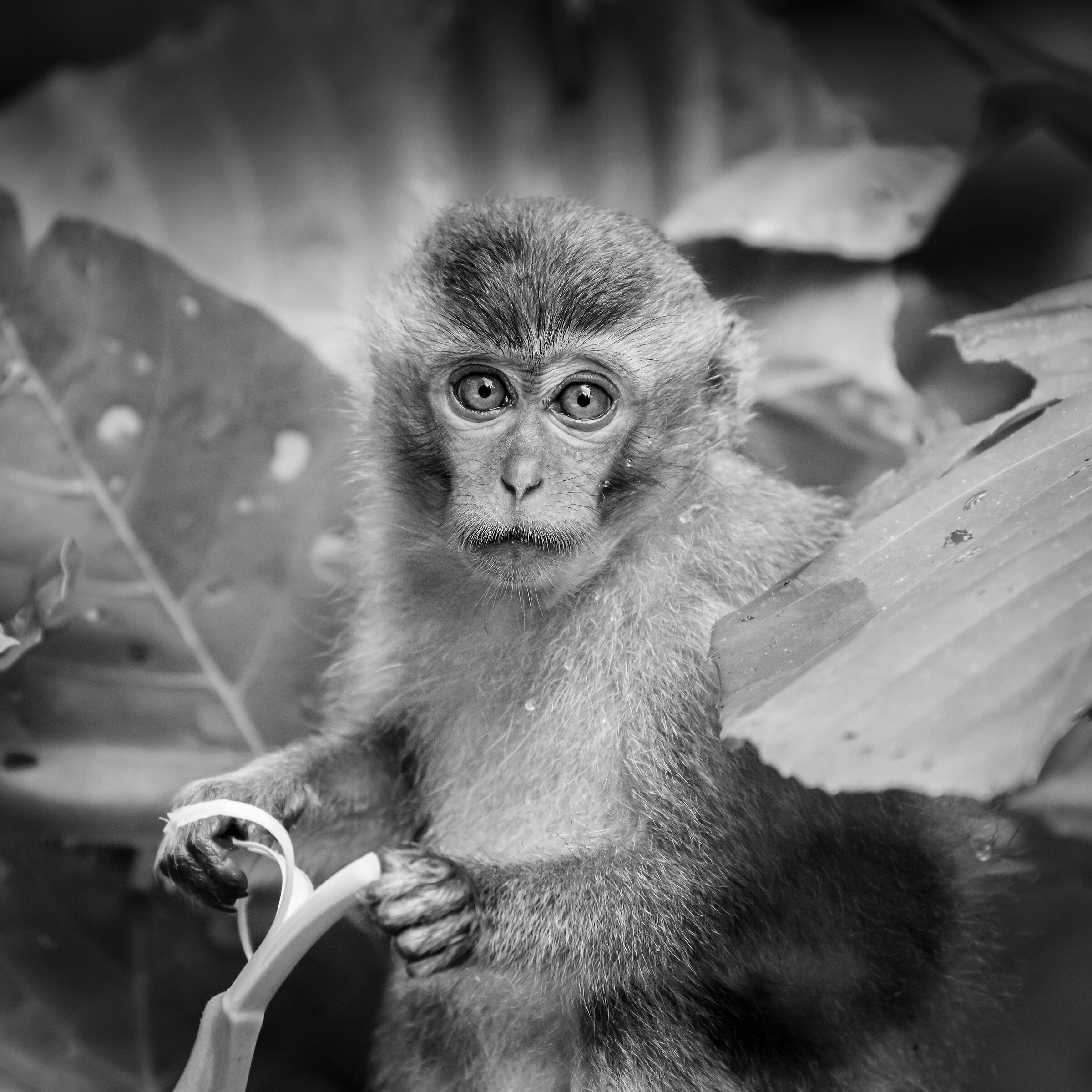 Long Tailed Macaque...