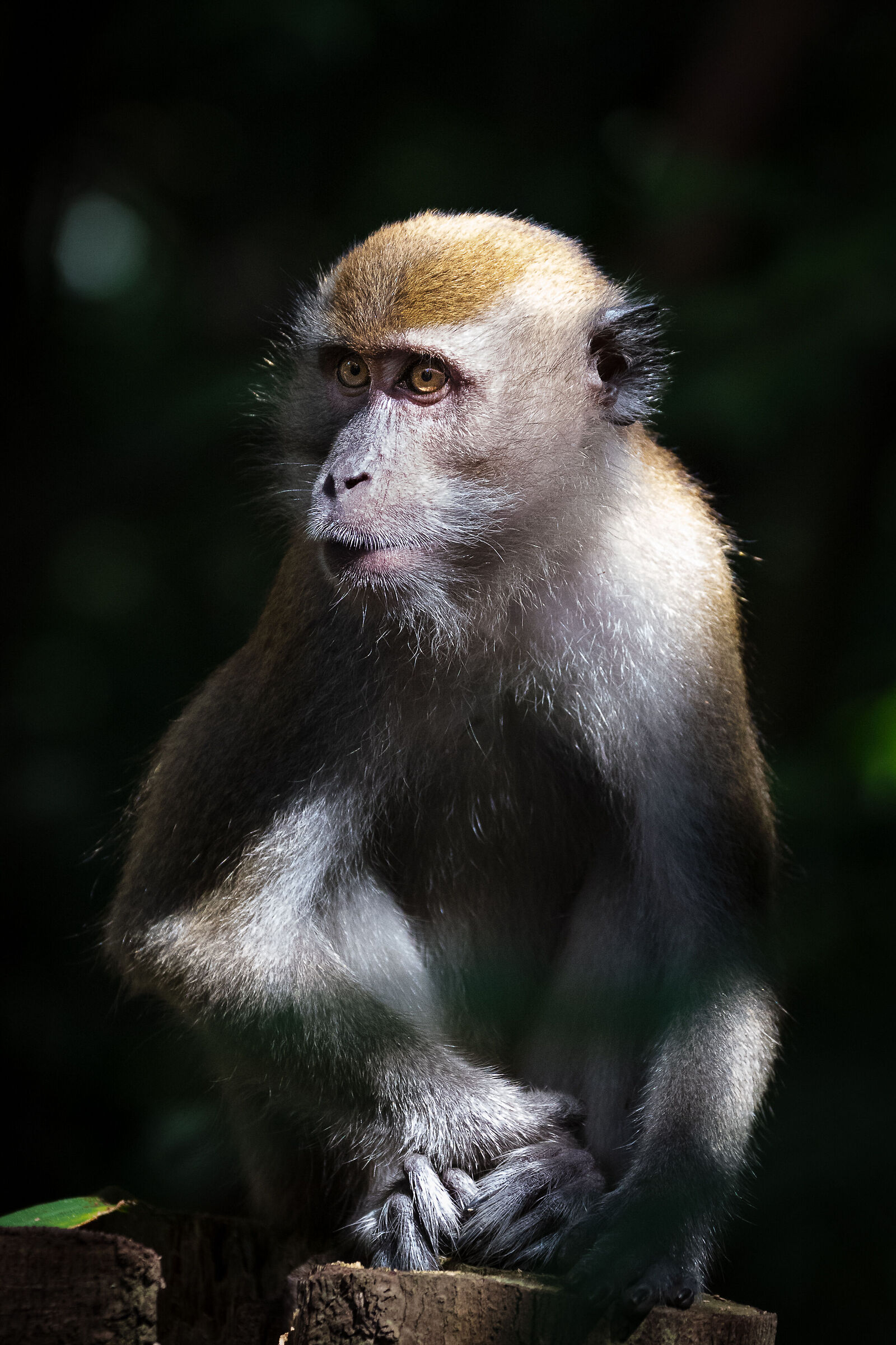 Long Tailed Macaque - Singapore...