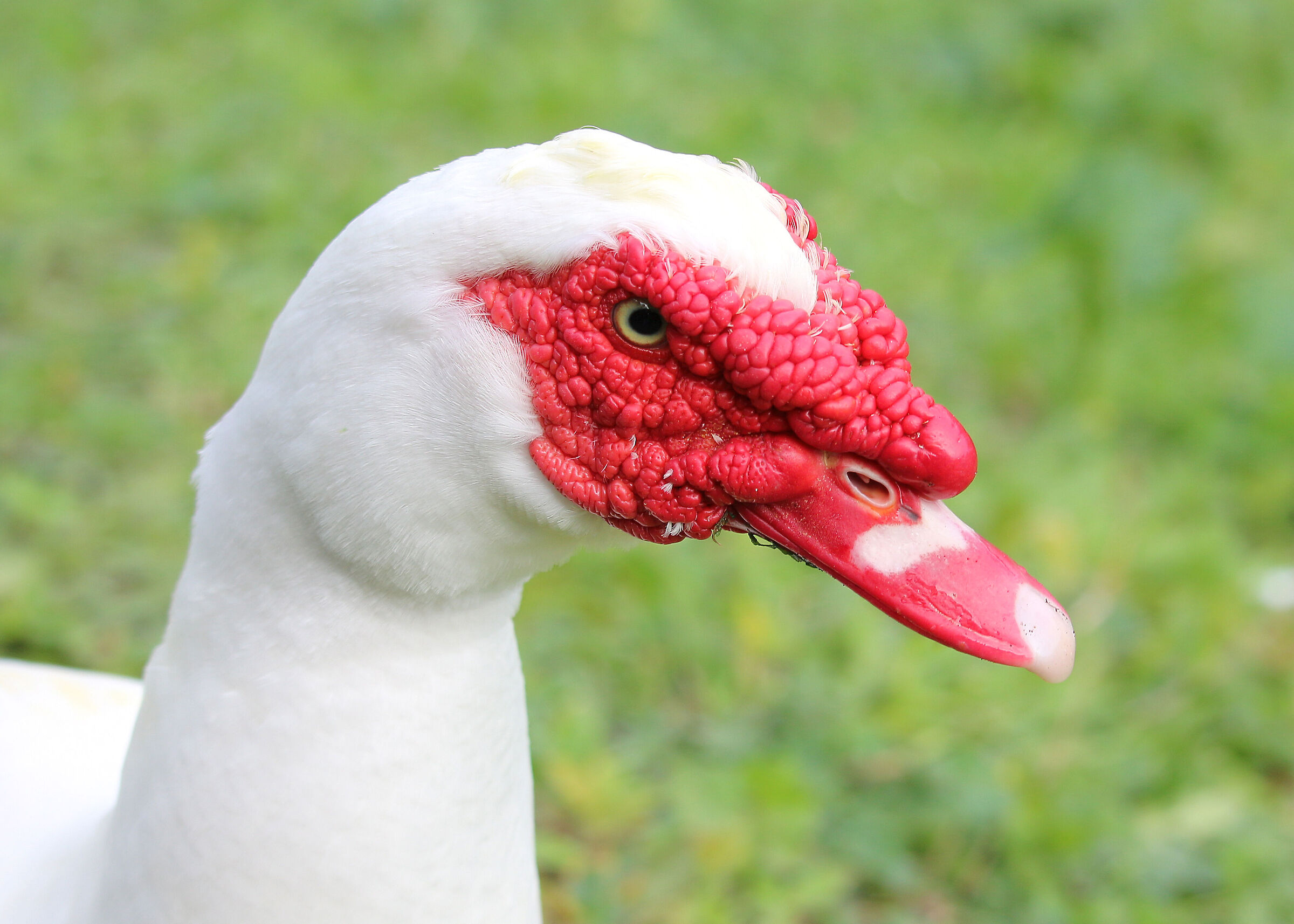 Red-nosed goose...