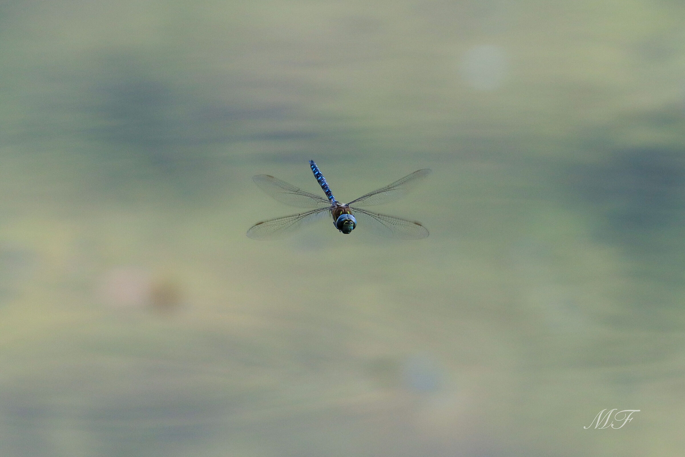 Dragonfly...