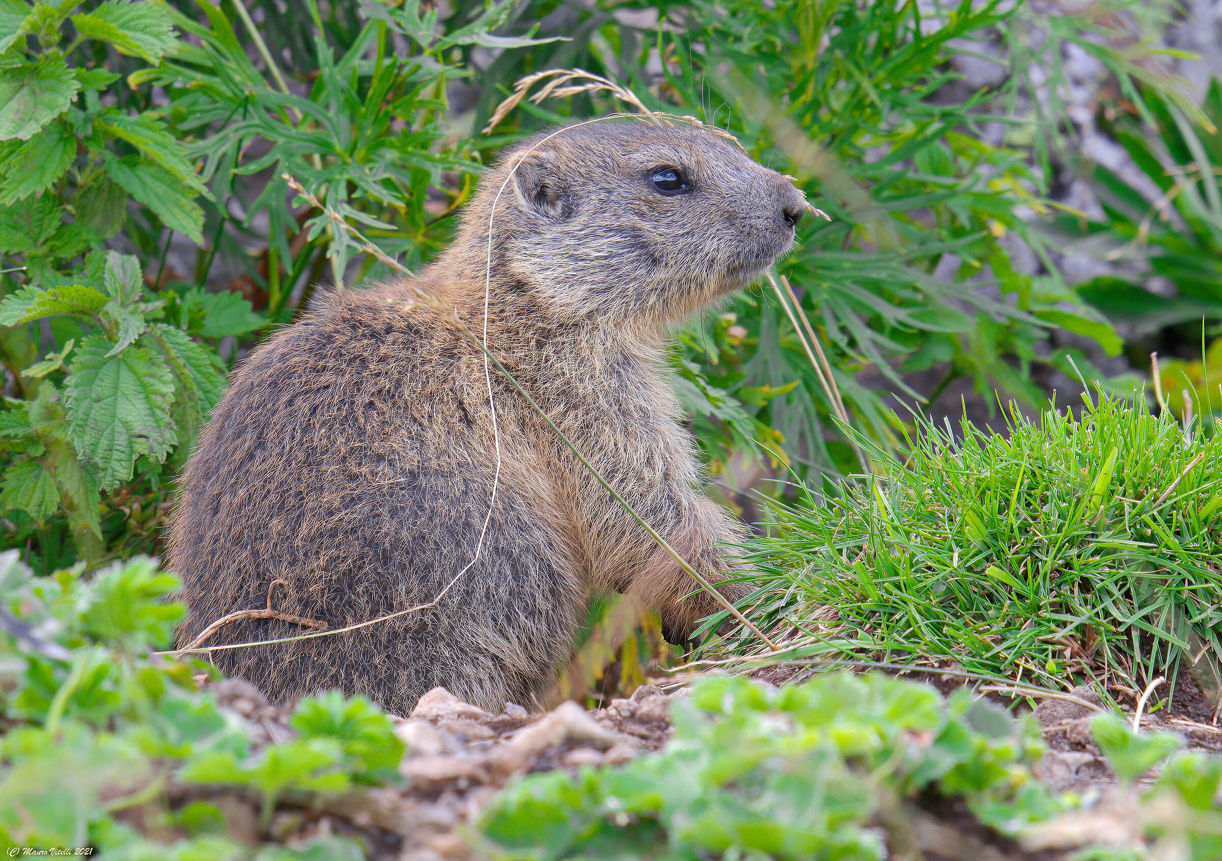 Young Marmot...