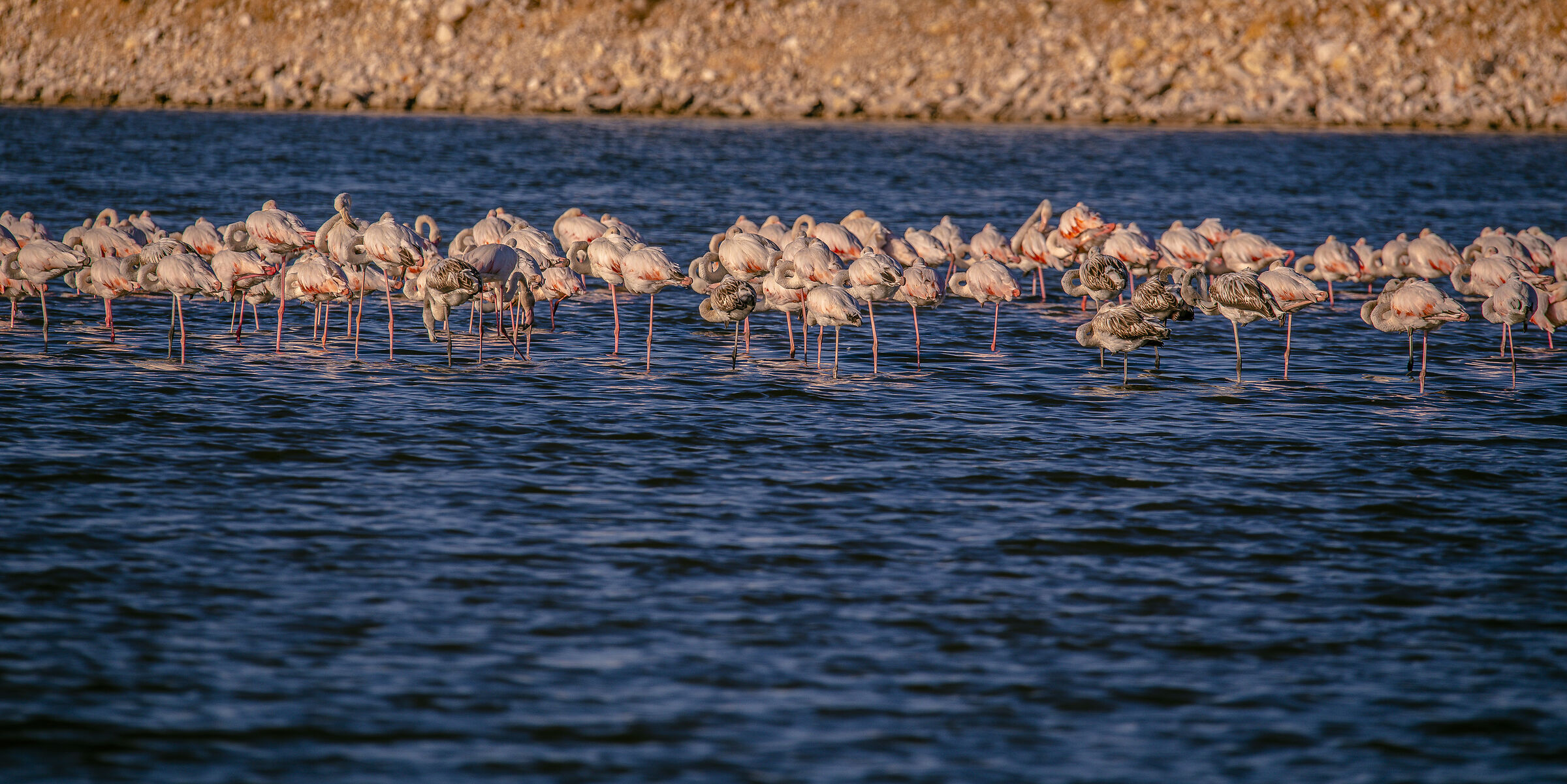 pink flamingos...
