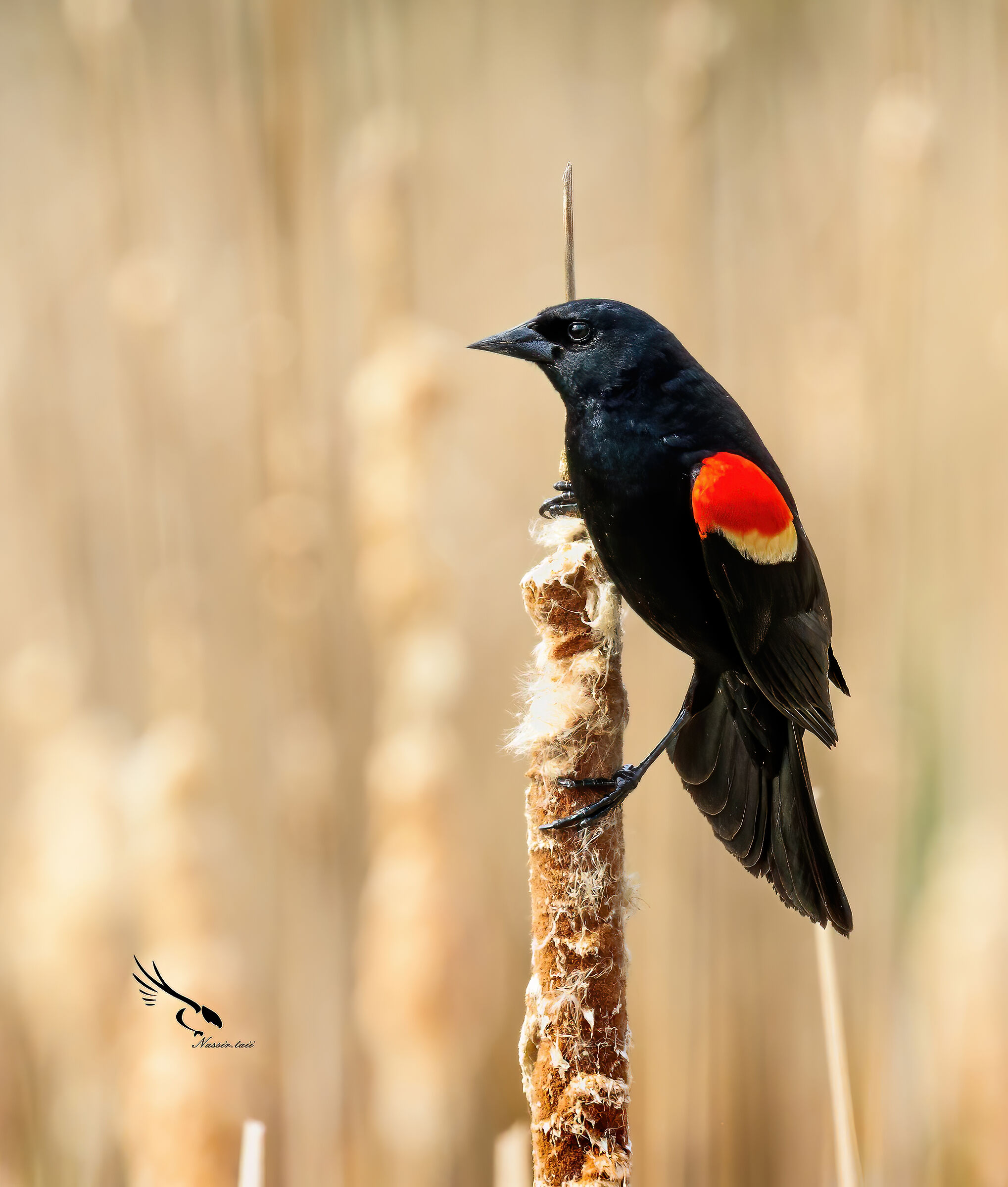 Red-winged blackbird...