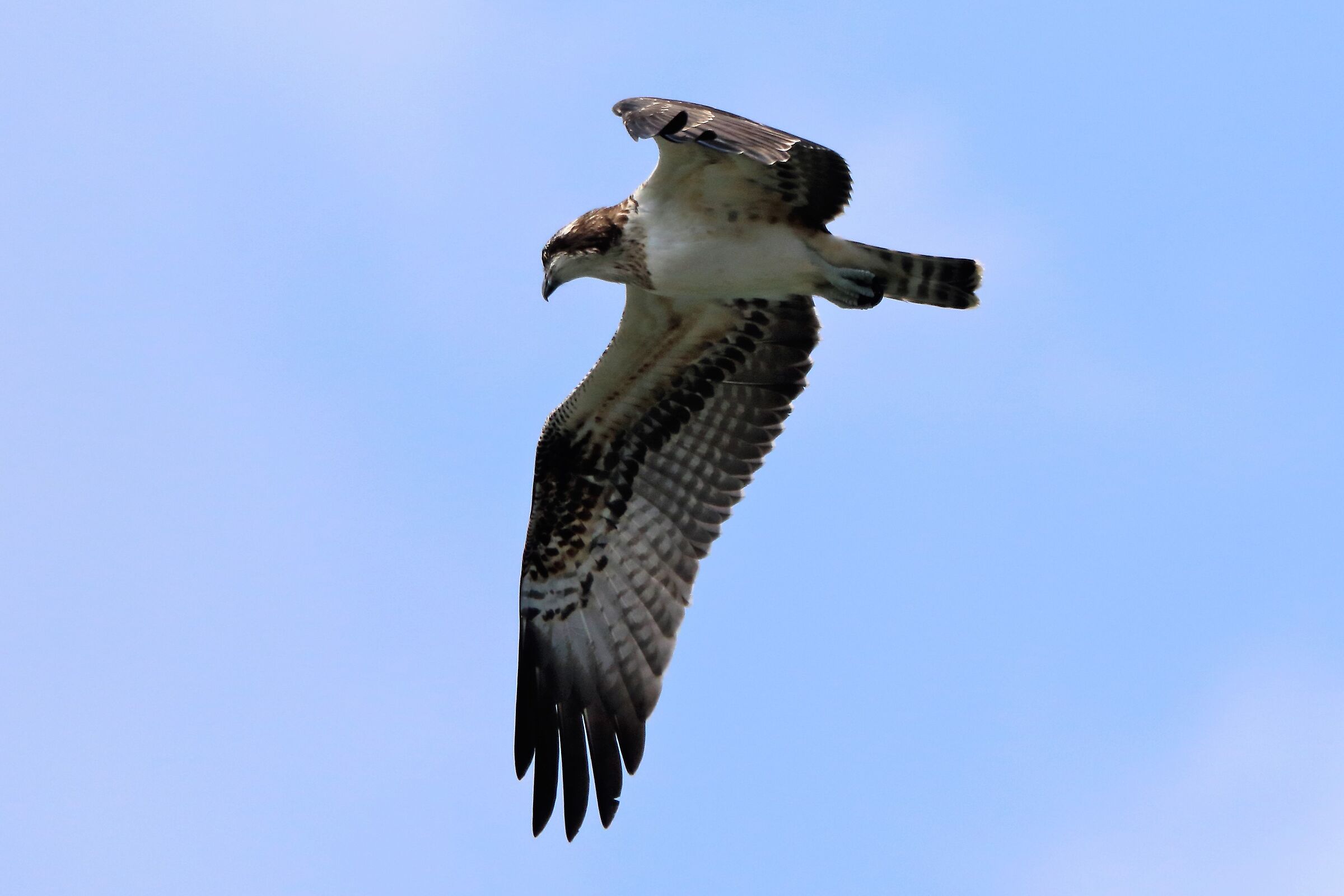 osprey...