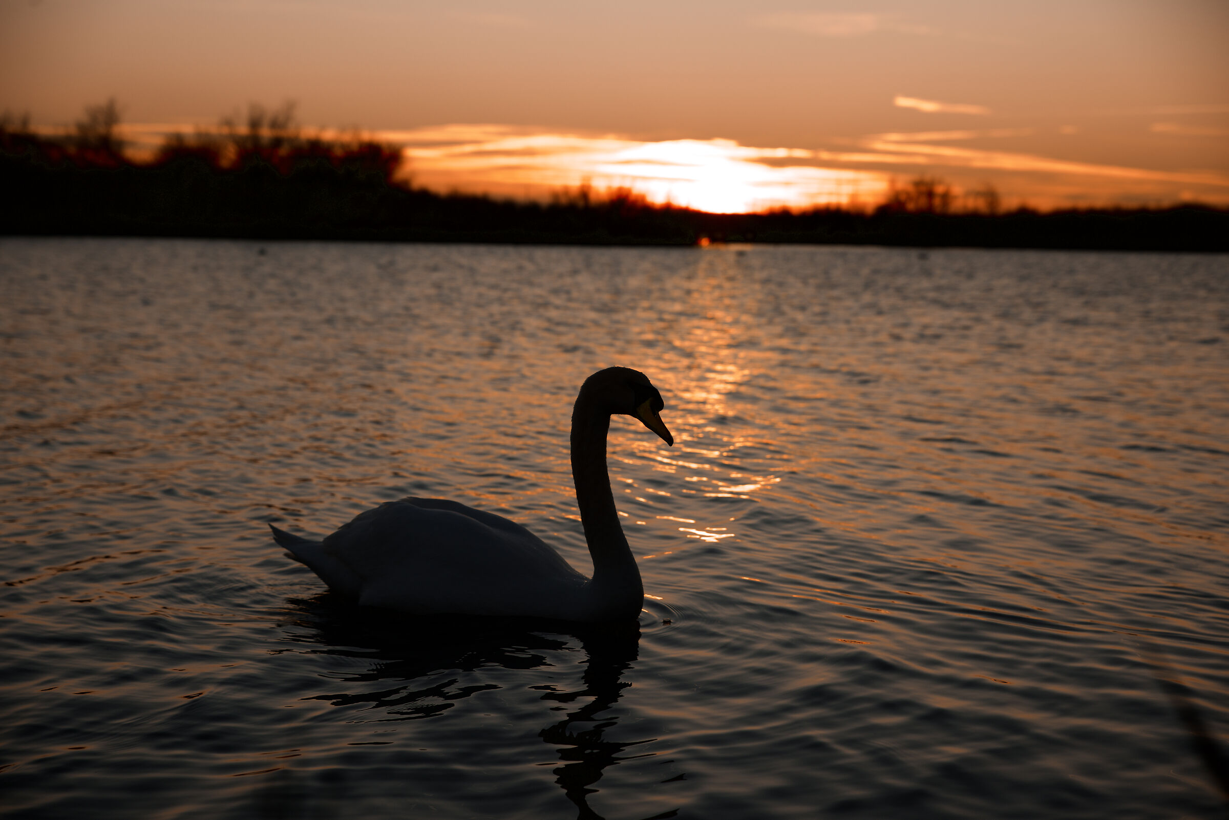 The swan enjoys the sunset...