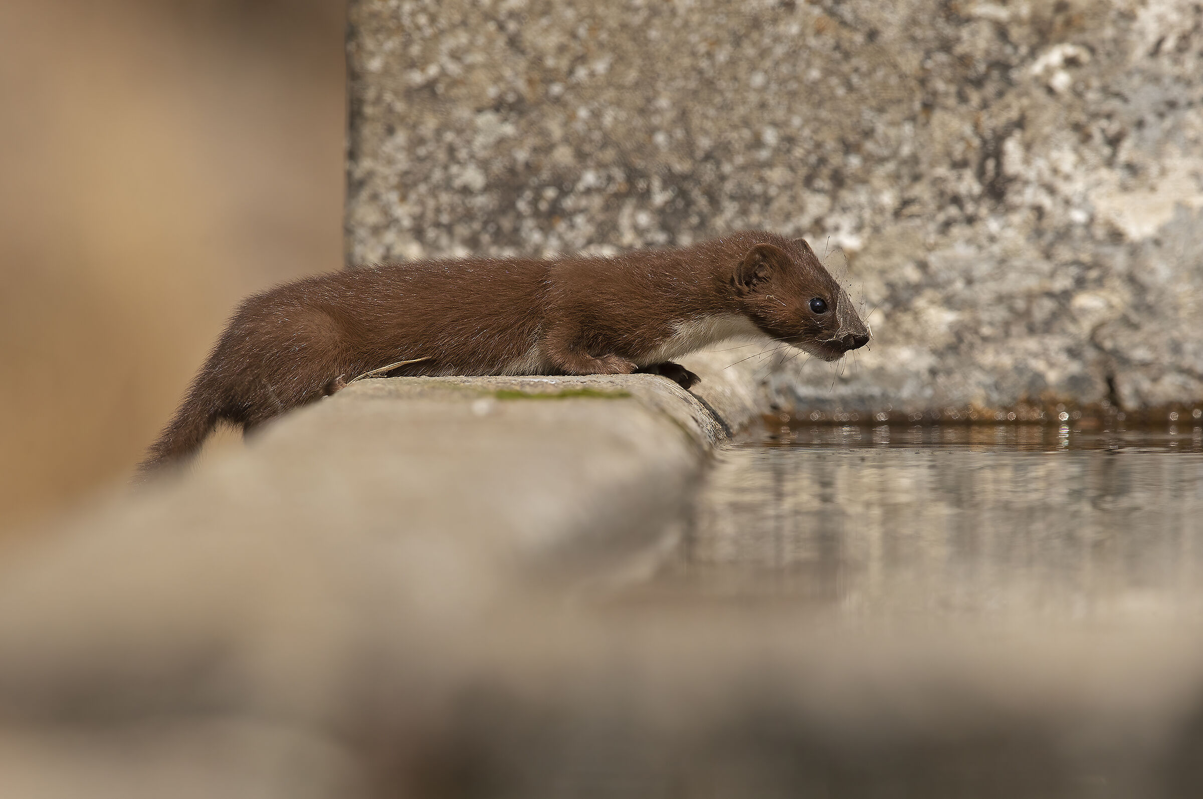 weasel with a drink...