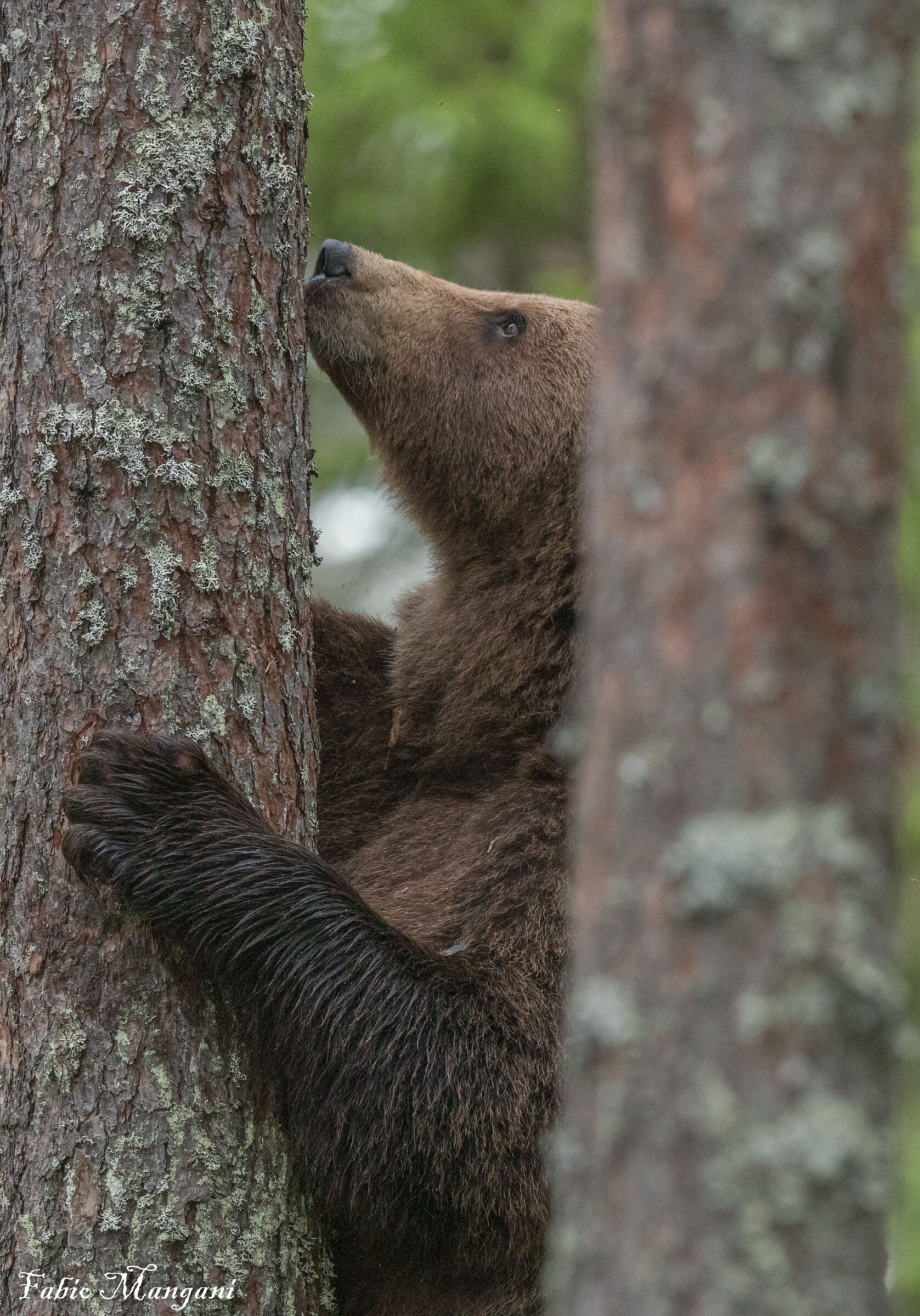 Finnish bear in search of honey...