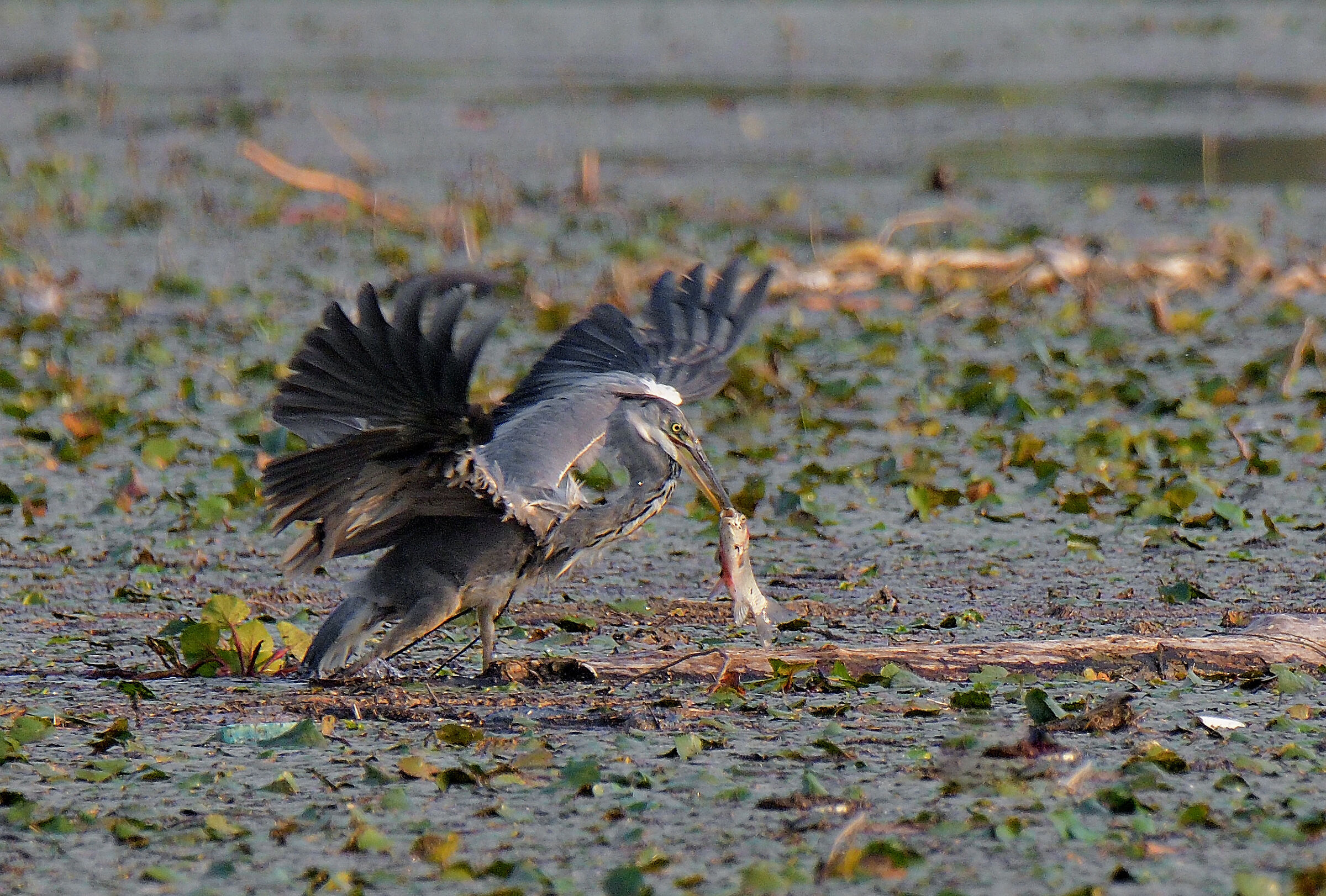 gray heron with prey...